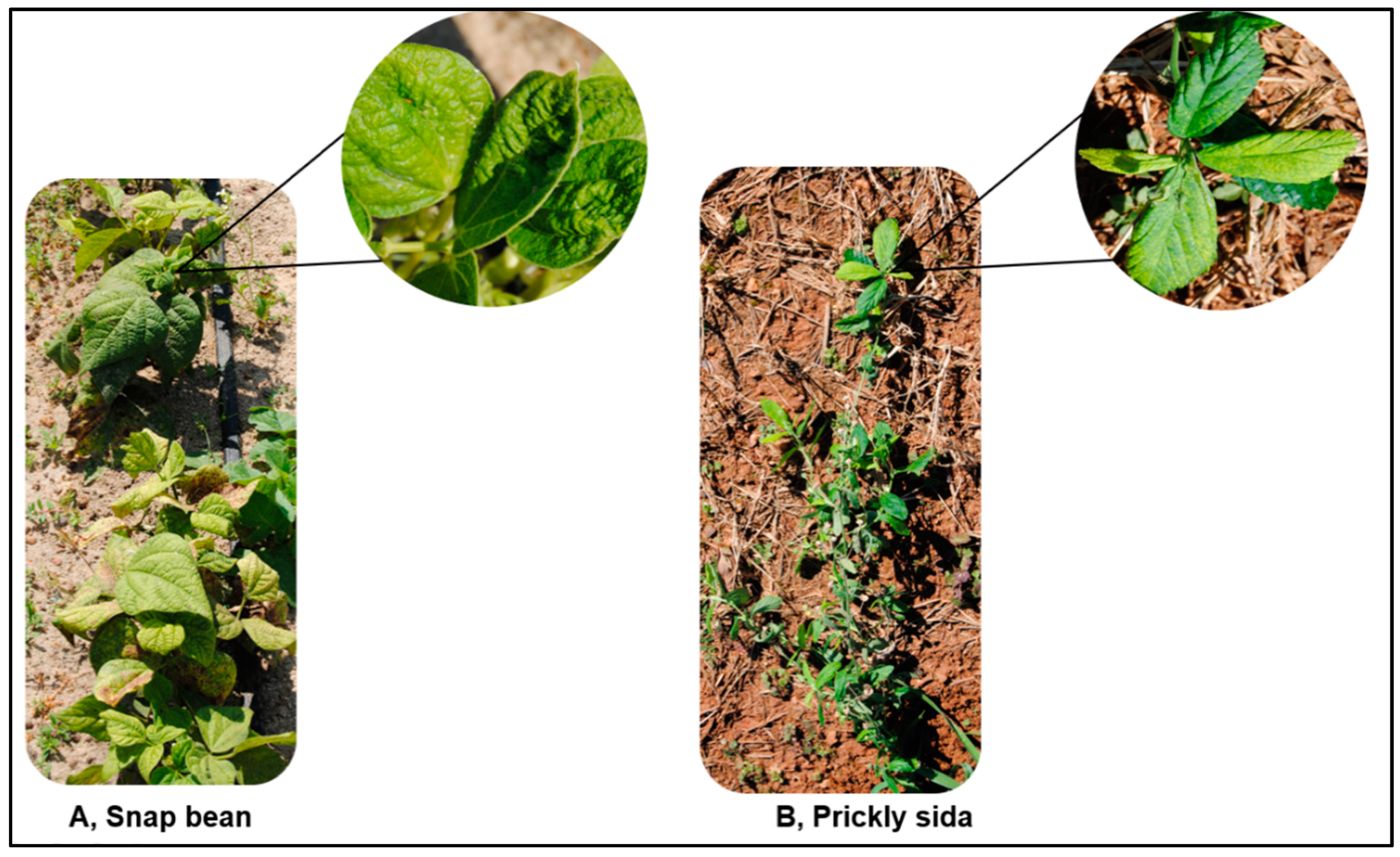 Viruses 15 00357 g001 Viruses 15 00357 g001