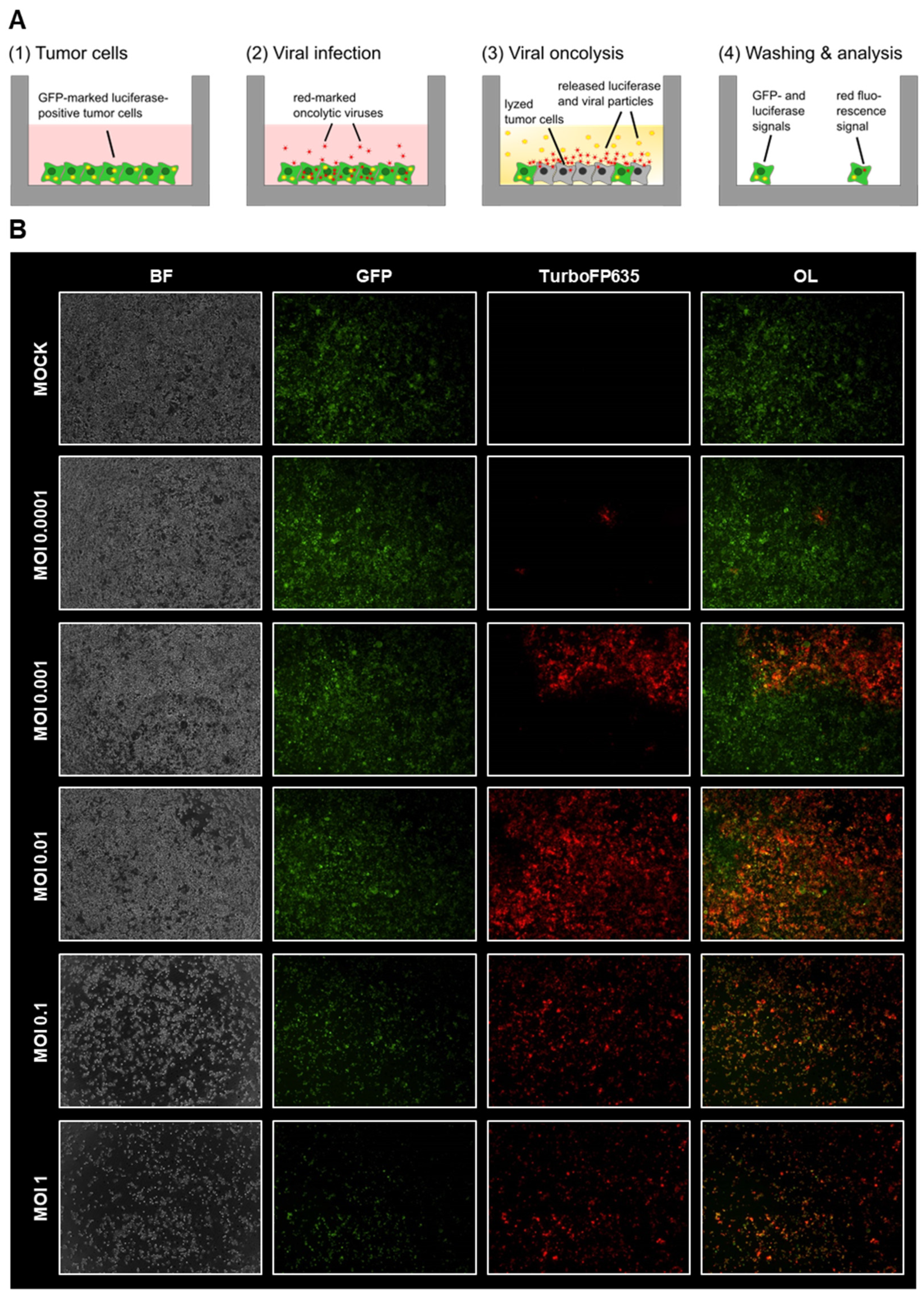 Viruses 15 00363 g001 Viruses 15 00363 g001
