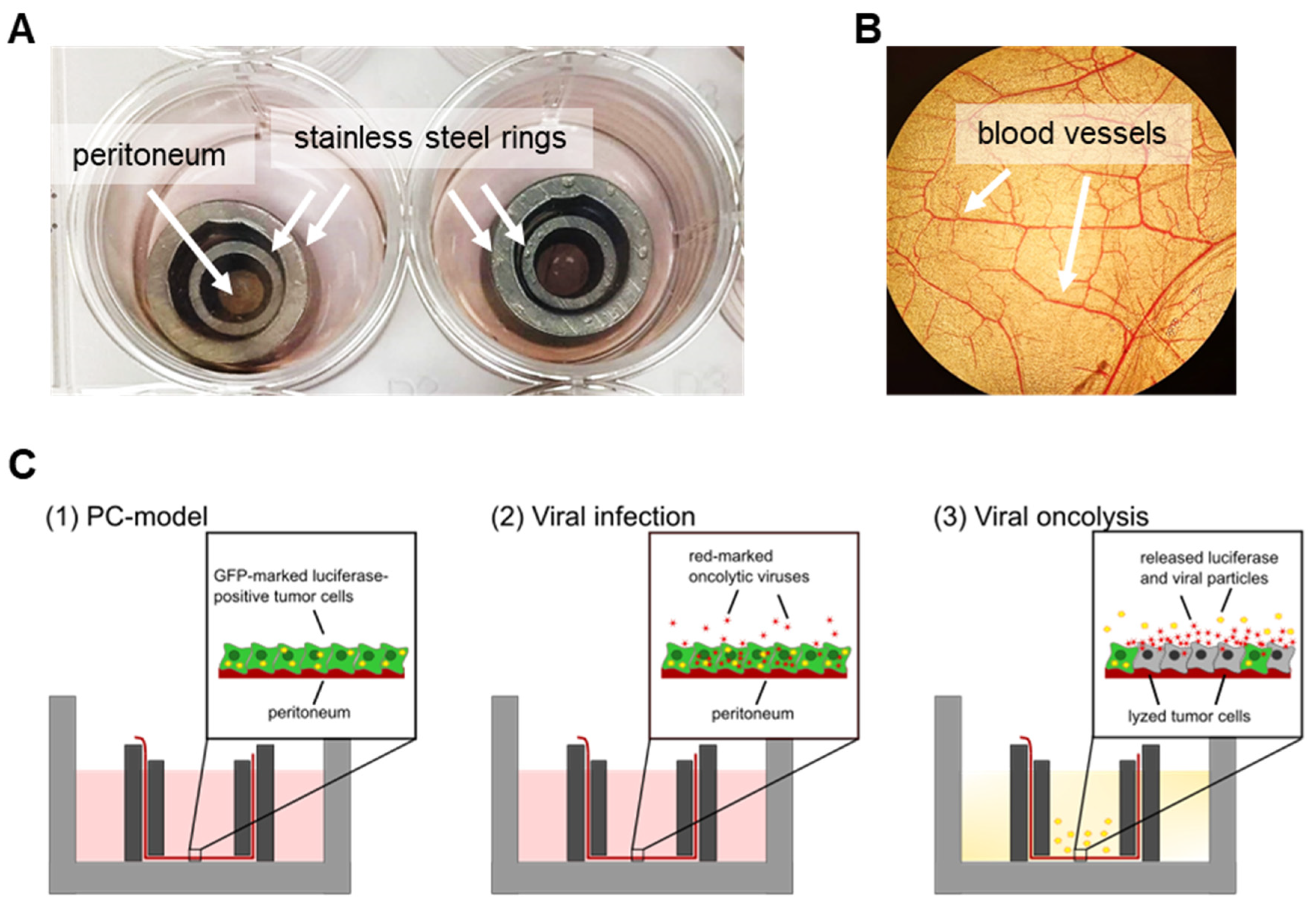 Viruses 15 00363 g004 Viruses 15 00363 g004