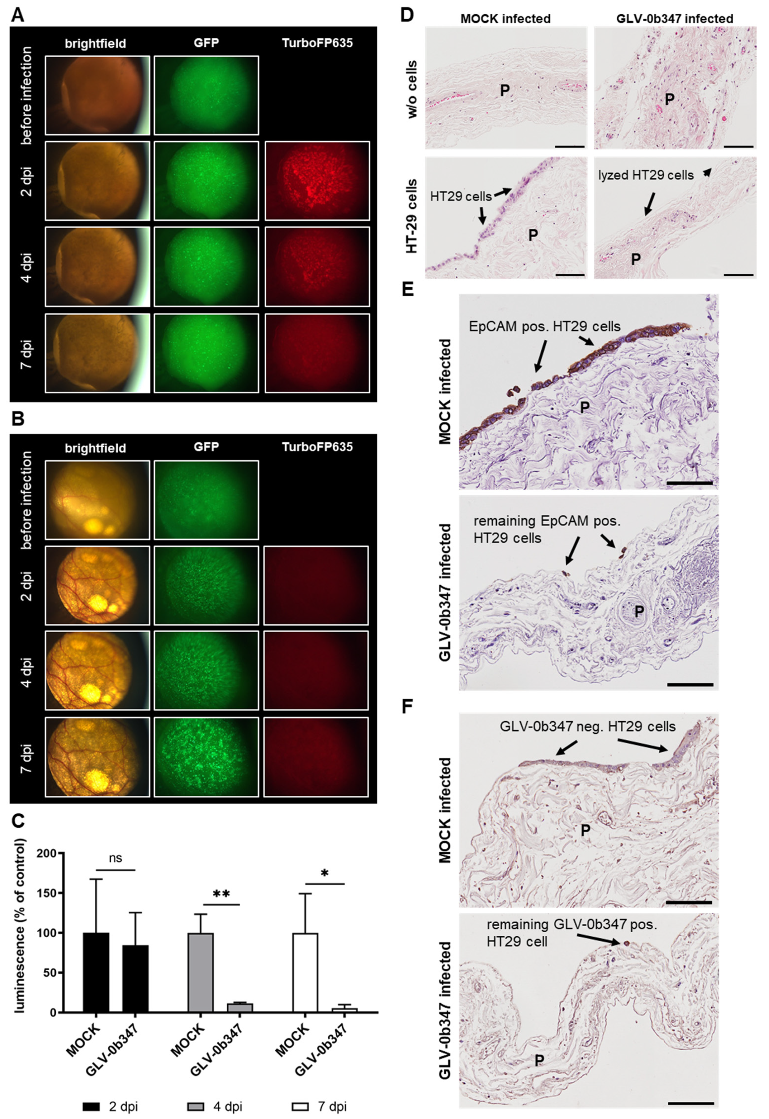 Viruses 15 00363 g005 Viruses 15 00363 g005