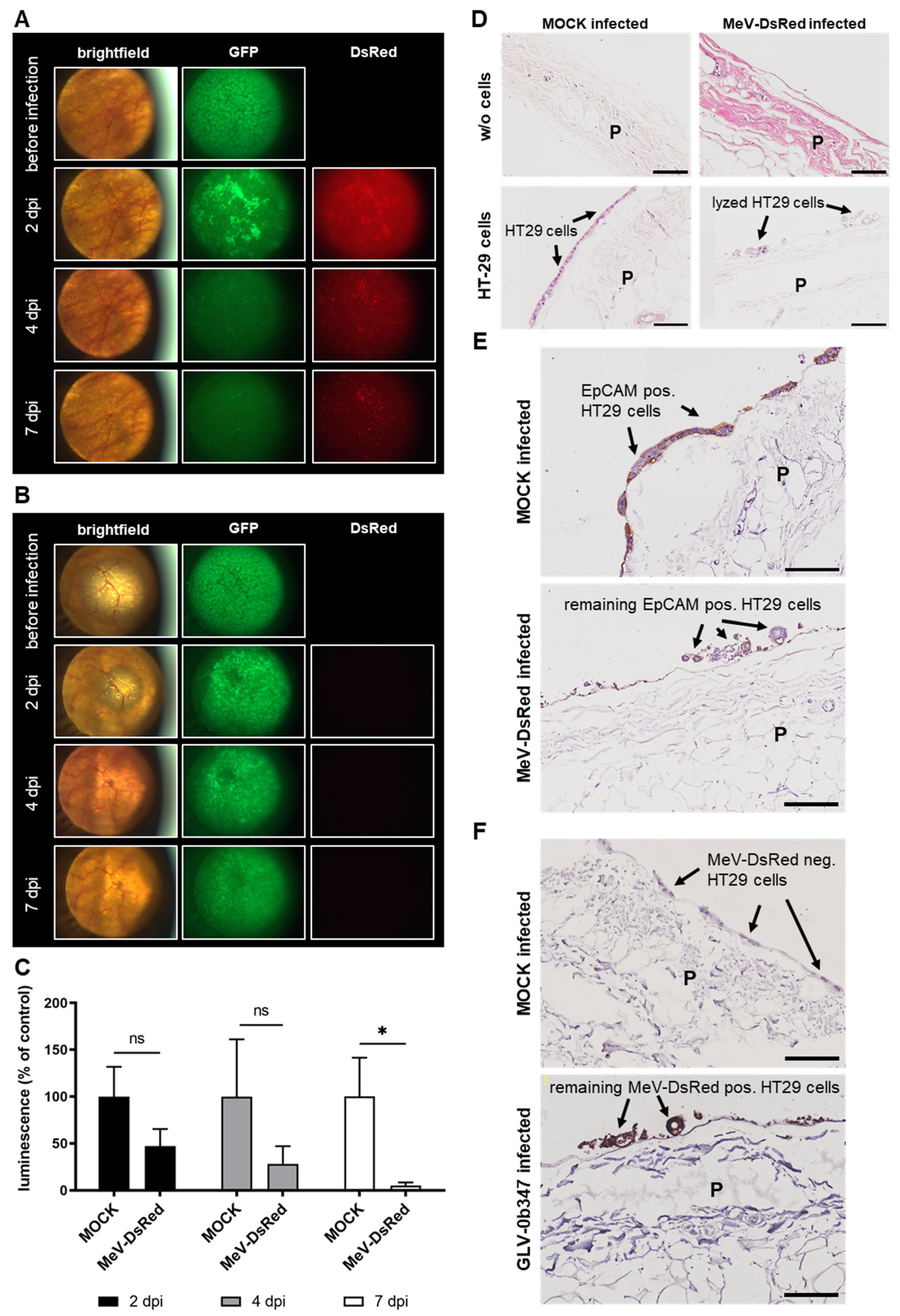 Viruses 15 00363 g006 Viruses 15 00363 g006