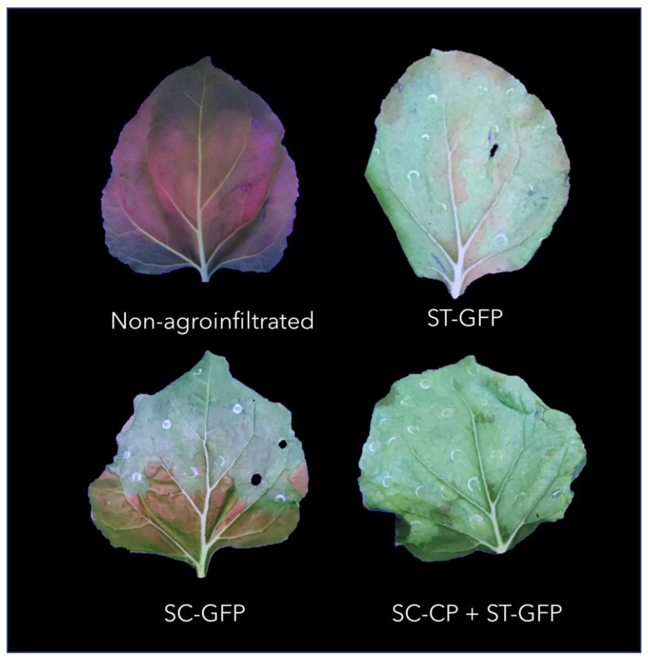 Viruses 15 00375 g003