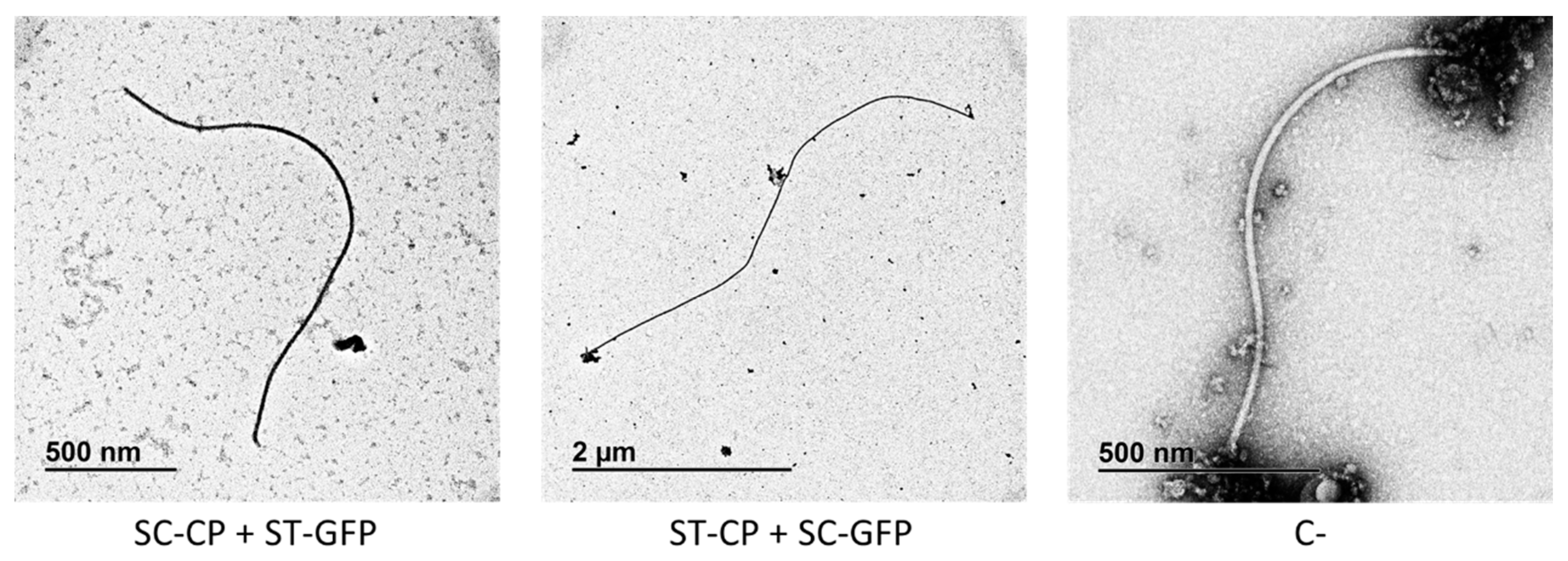 Viruses 15 00375 g004