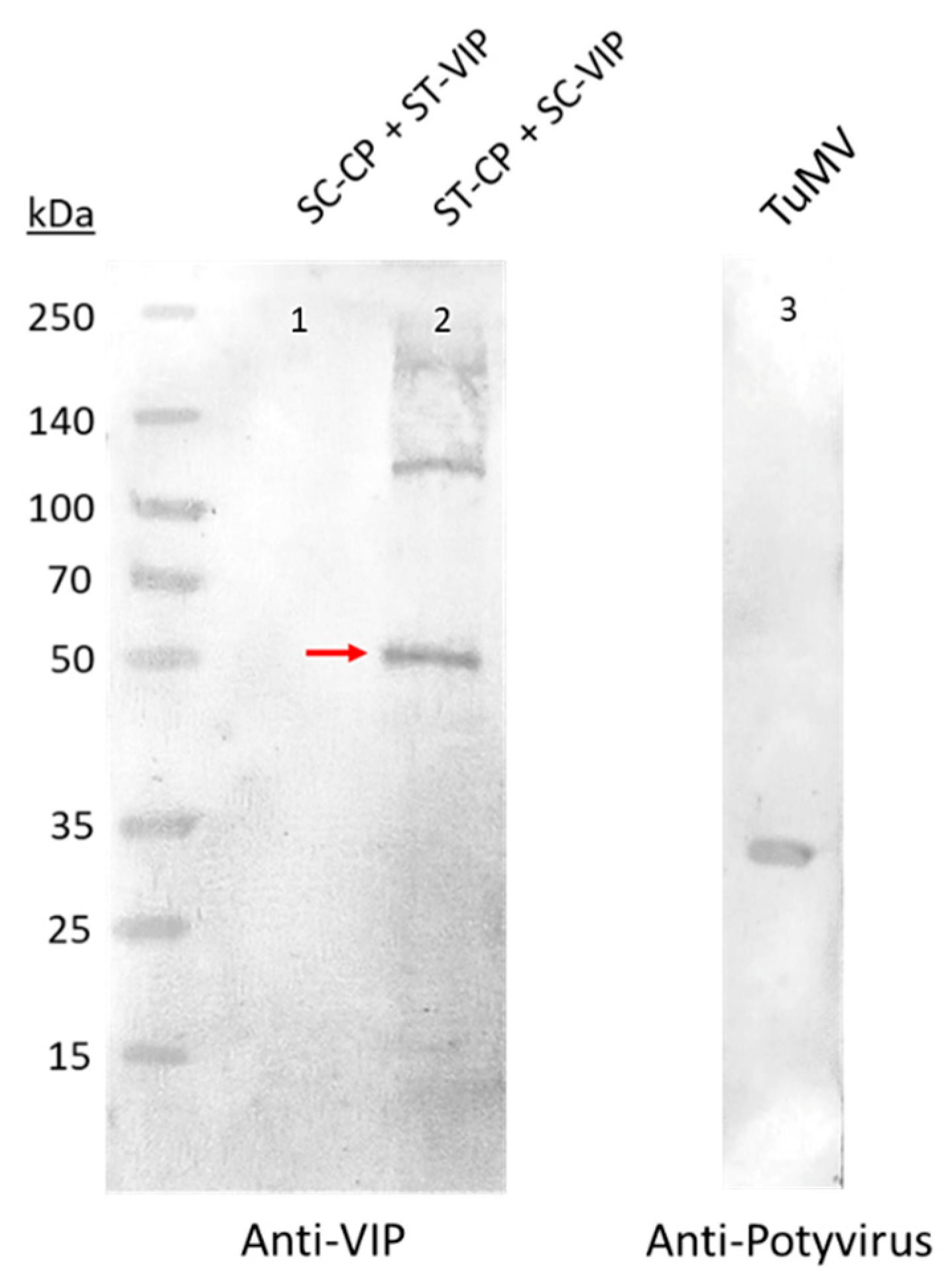 Viruses 15 00375 g005