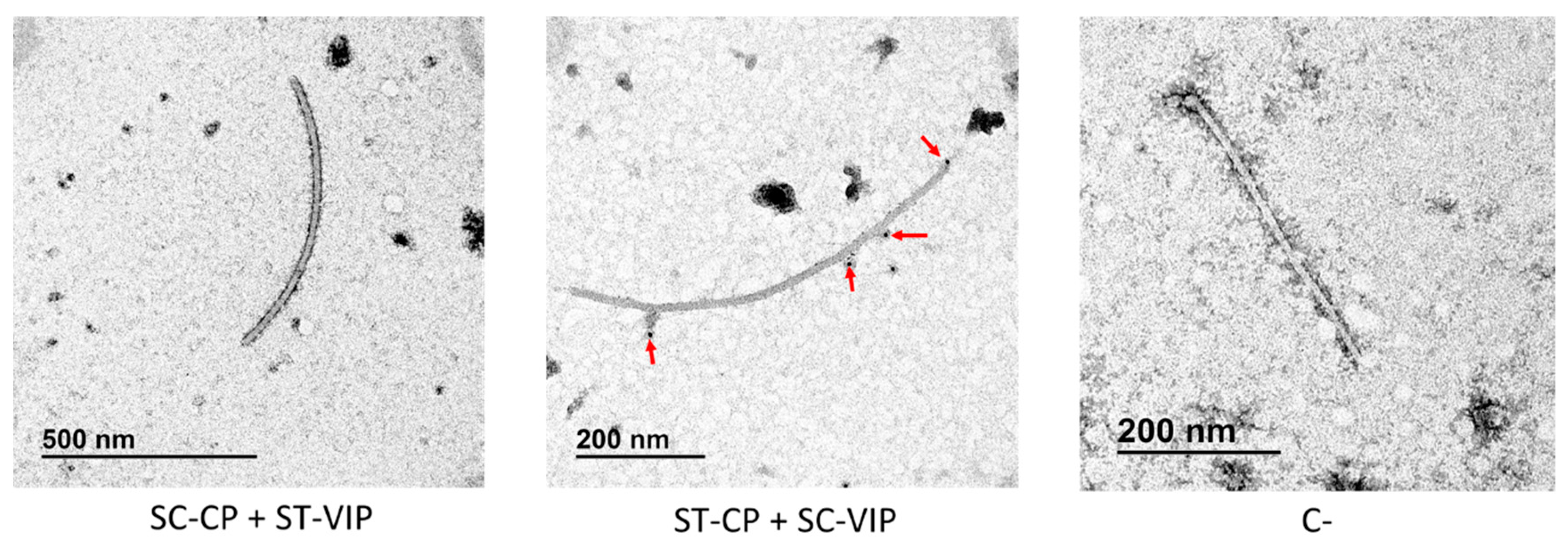 Viruses 15 00375 g007