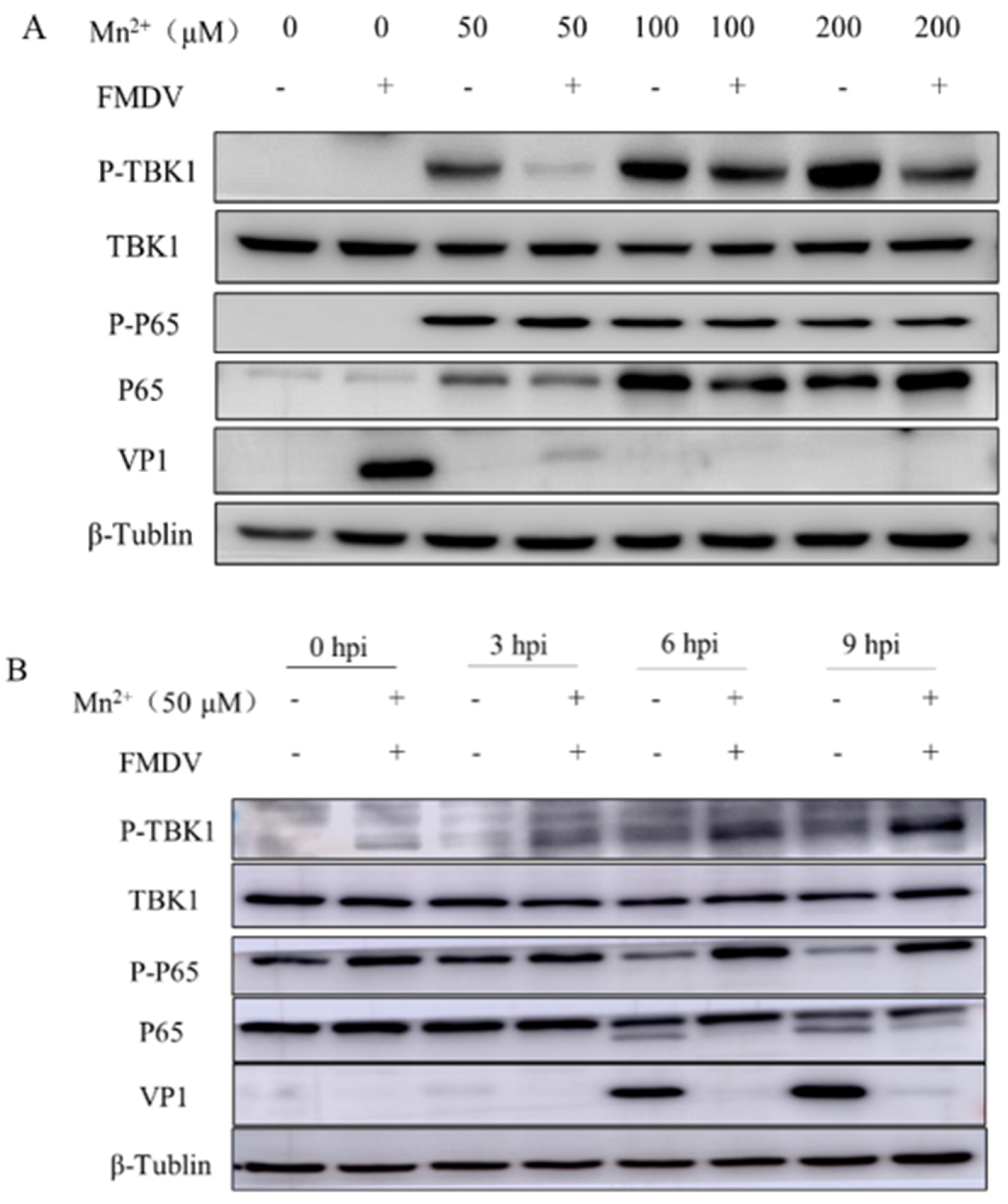 Viruses 15 00390 g002