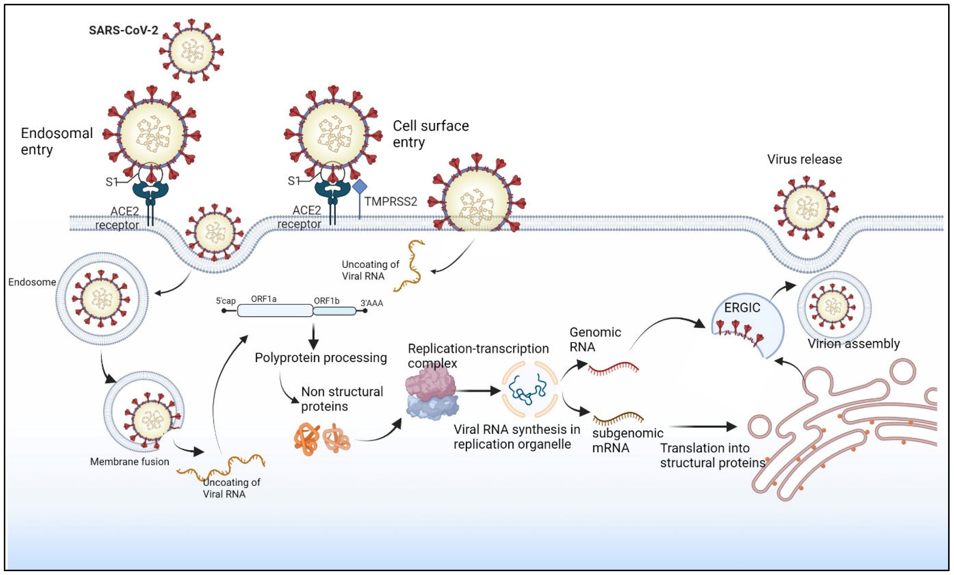 Viruses 15 00402 g002