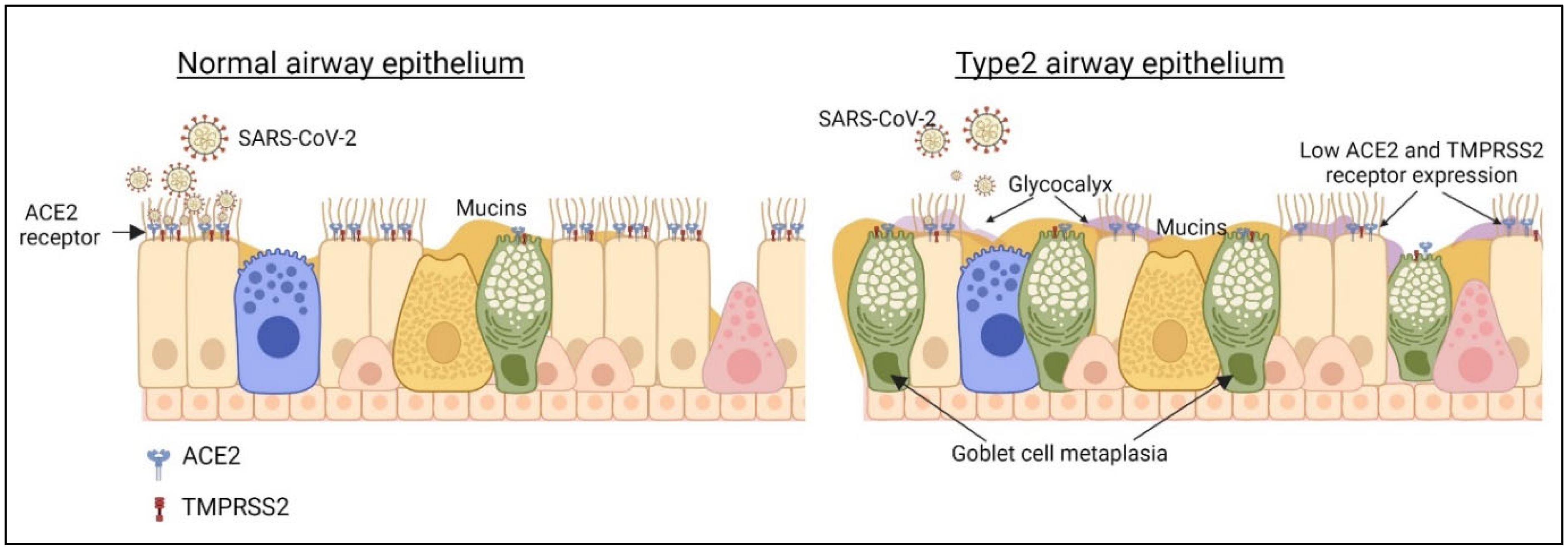 Viruses 15 00402 g003