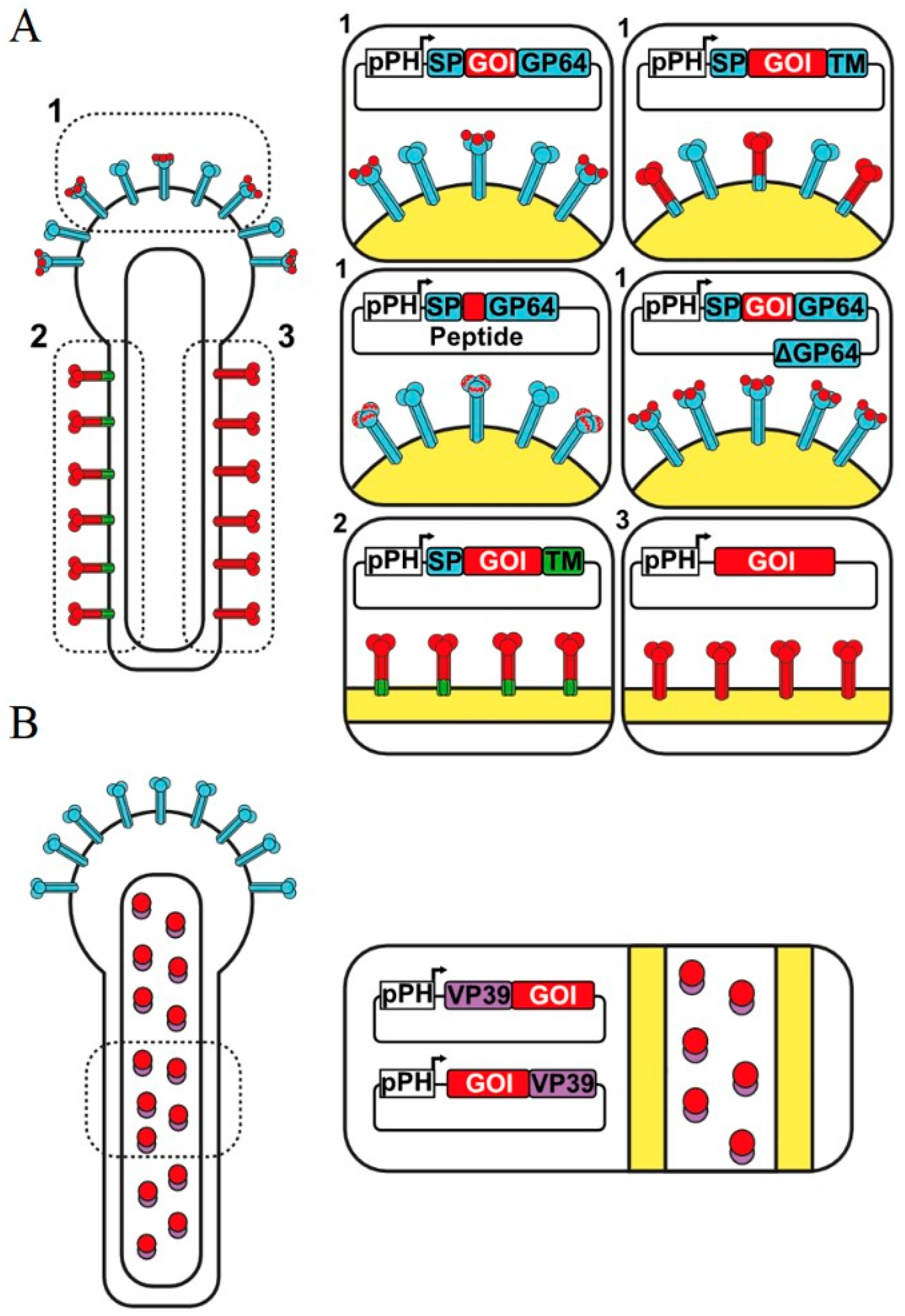 Viruses 15 00411 g001