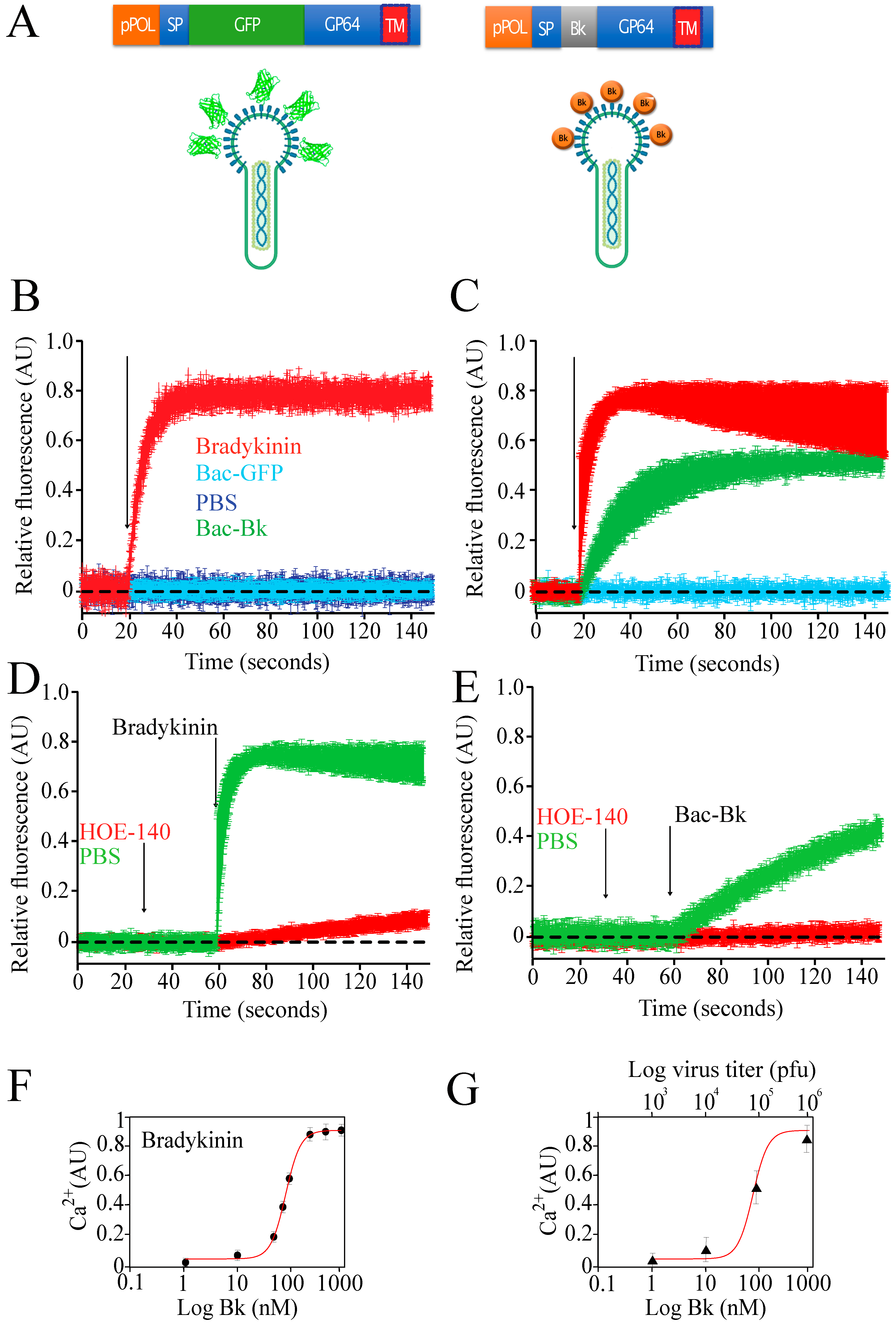 Viruses 15 00411 g002