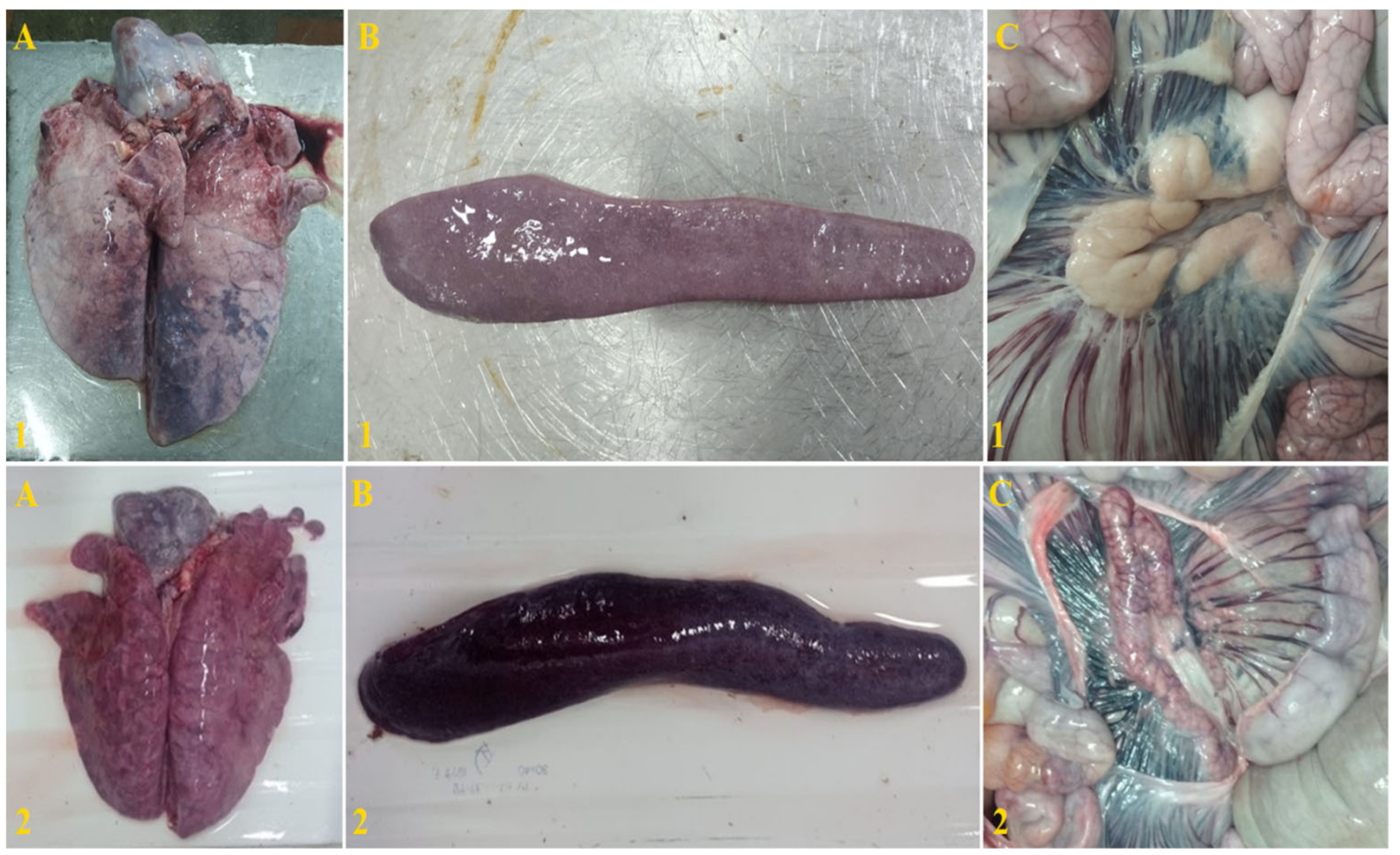 Viruses 15 00430 g007 550