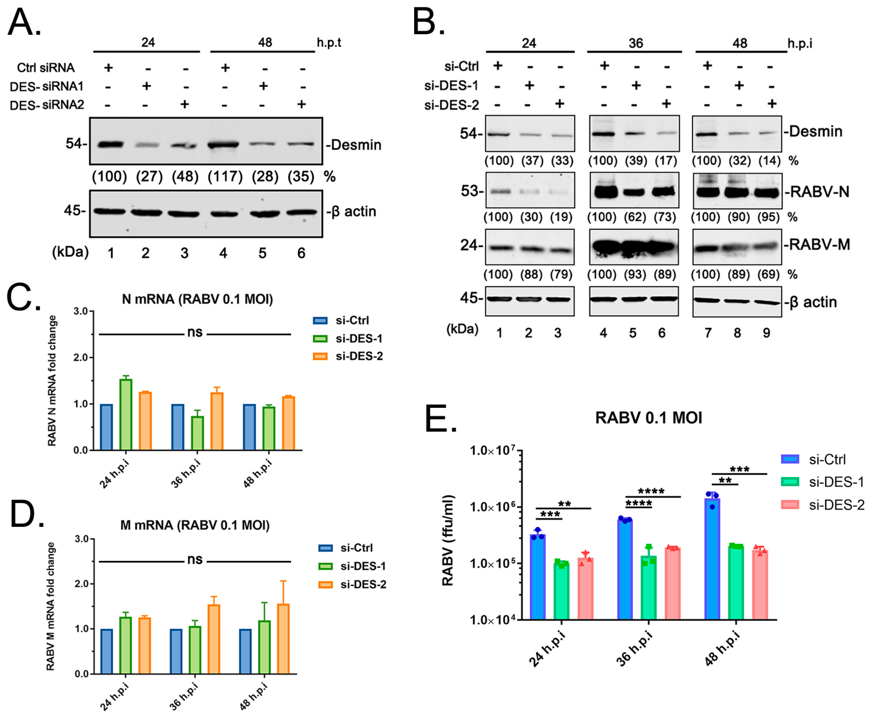 Viruses 15 00434 g003