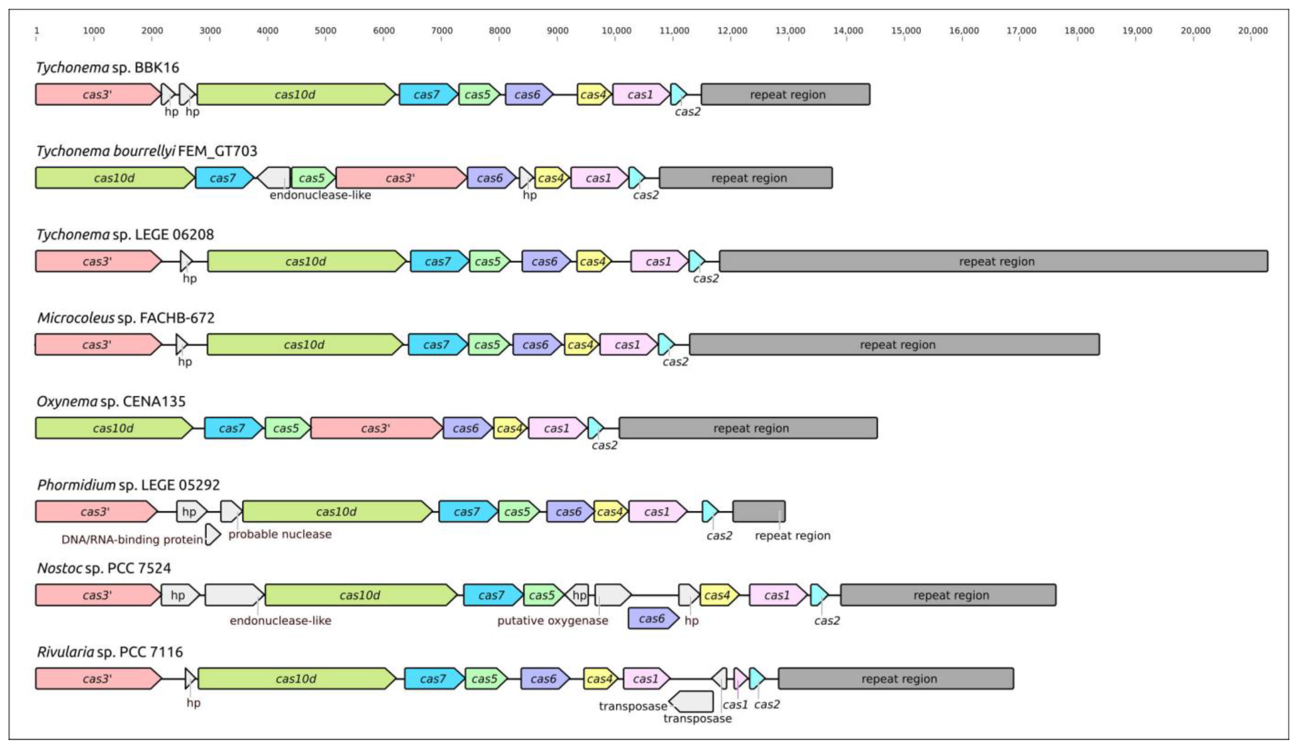 Viruses 15 00442 g007 Viruses 15 00442 g007