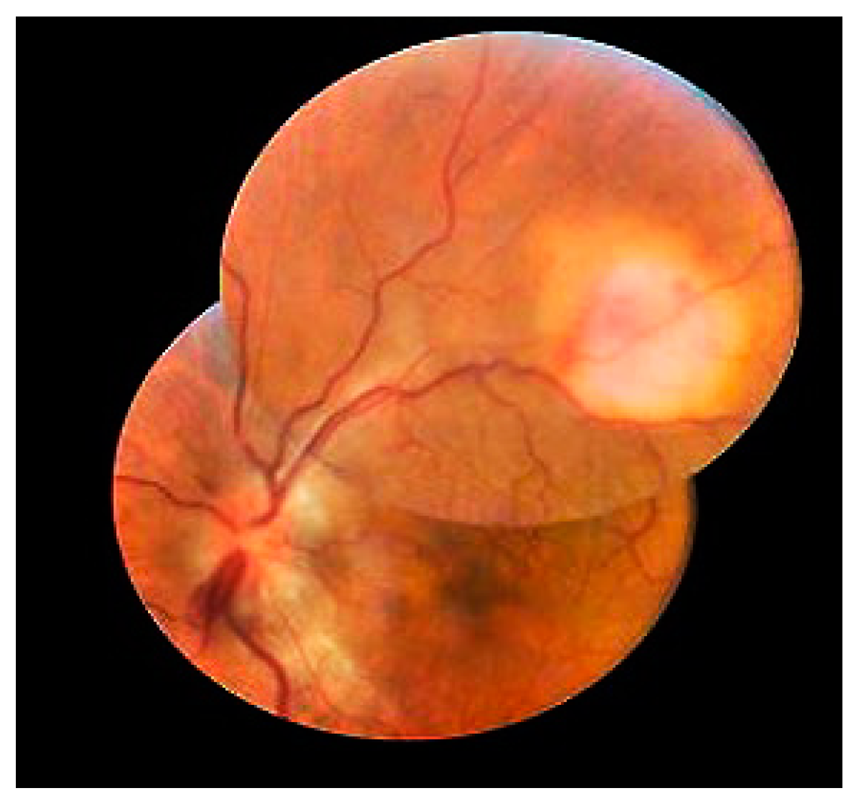 Viruses 15 00444 g002 Viruses 15 00444 g002