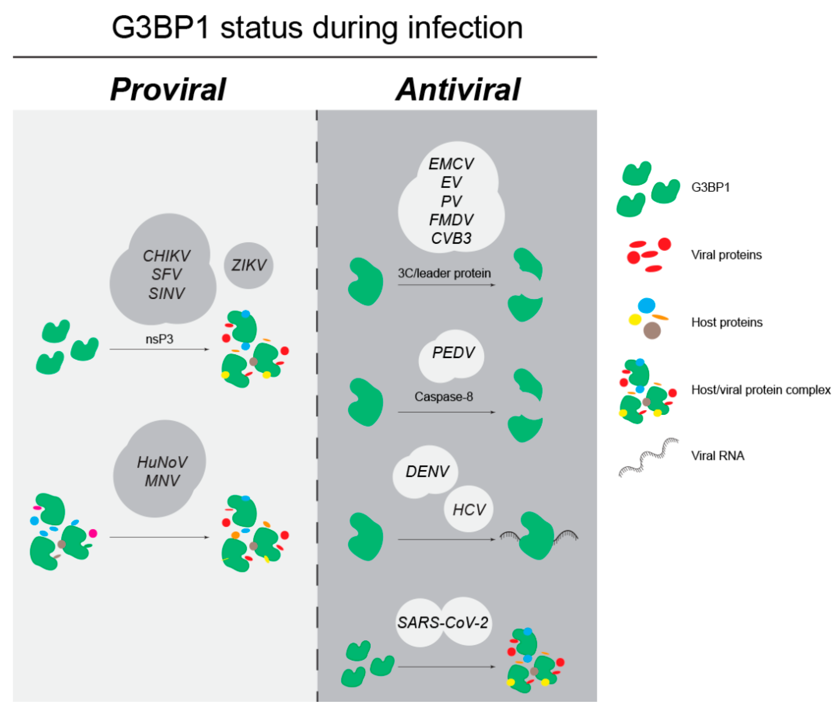 Viruses 15 00449 g004
