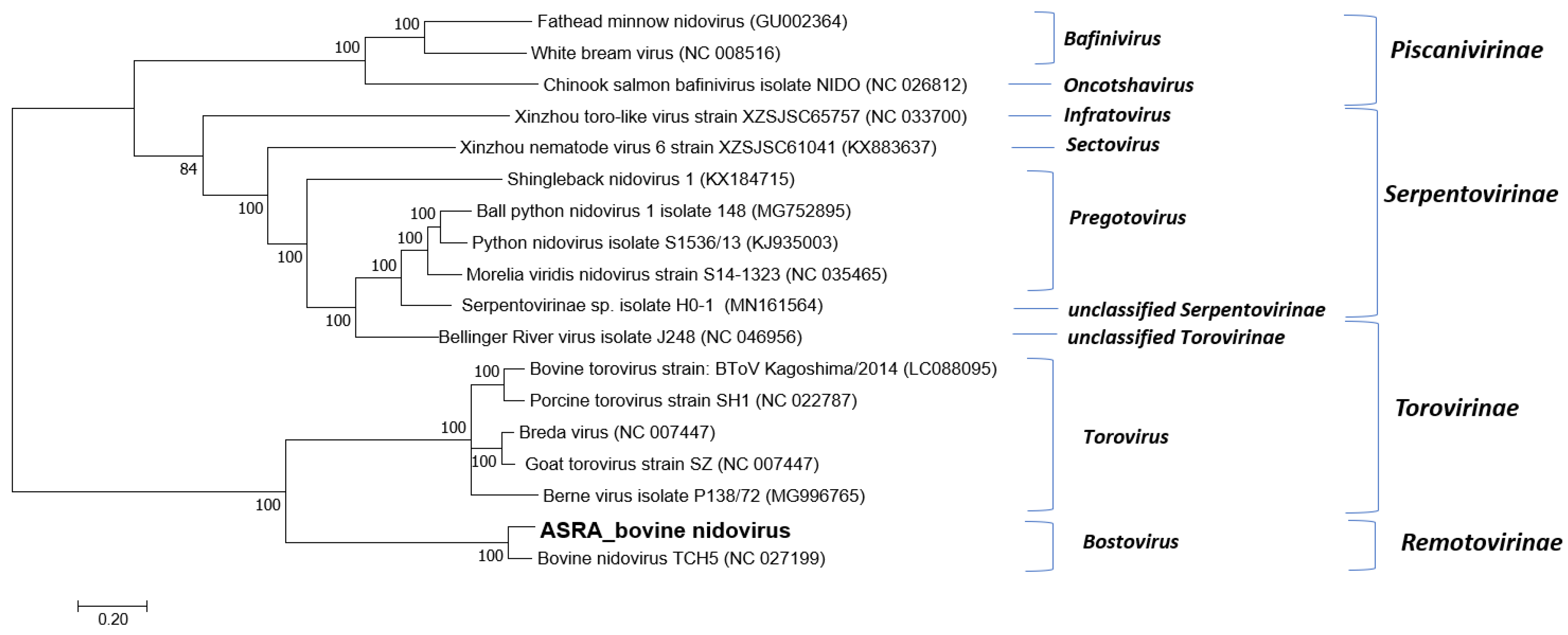 Viruses 15 00455 g003