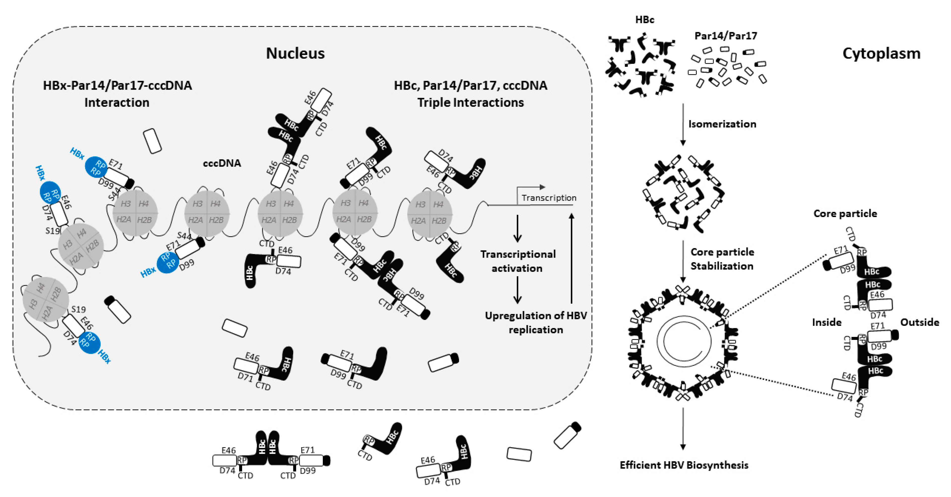 Viruses 15 00457 g002