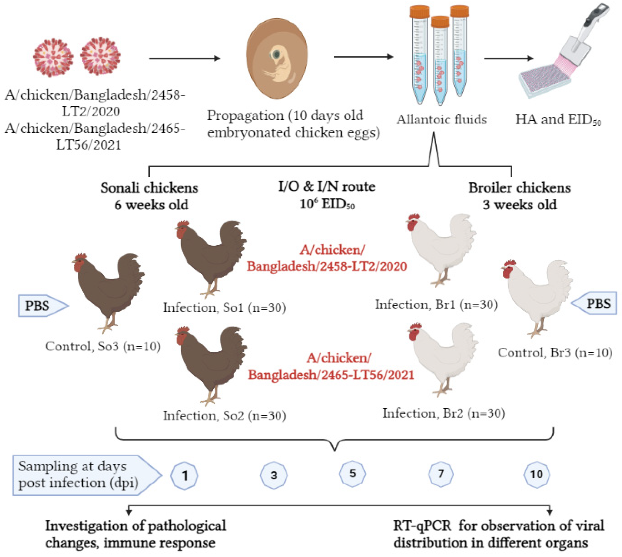 like ip chicken 🐔🐔🐔  Ip chicken, Smart city, Coding