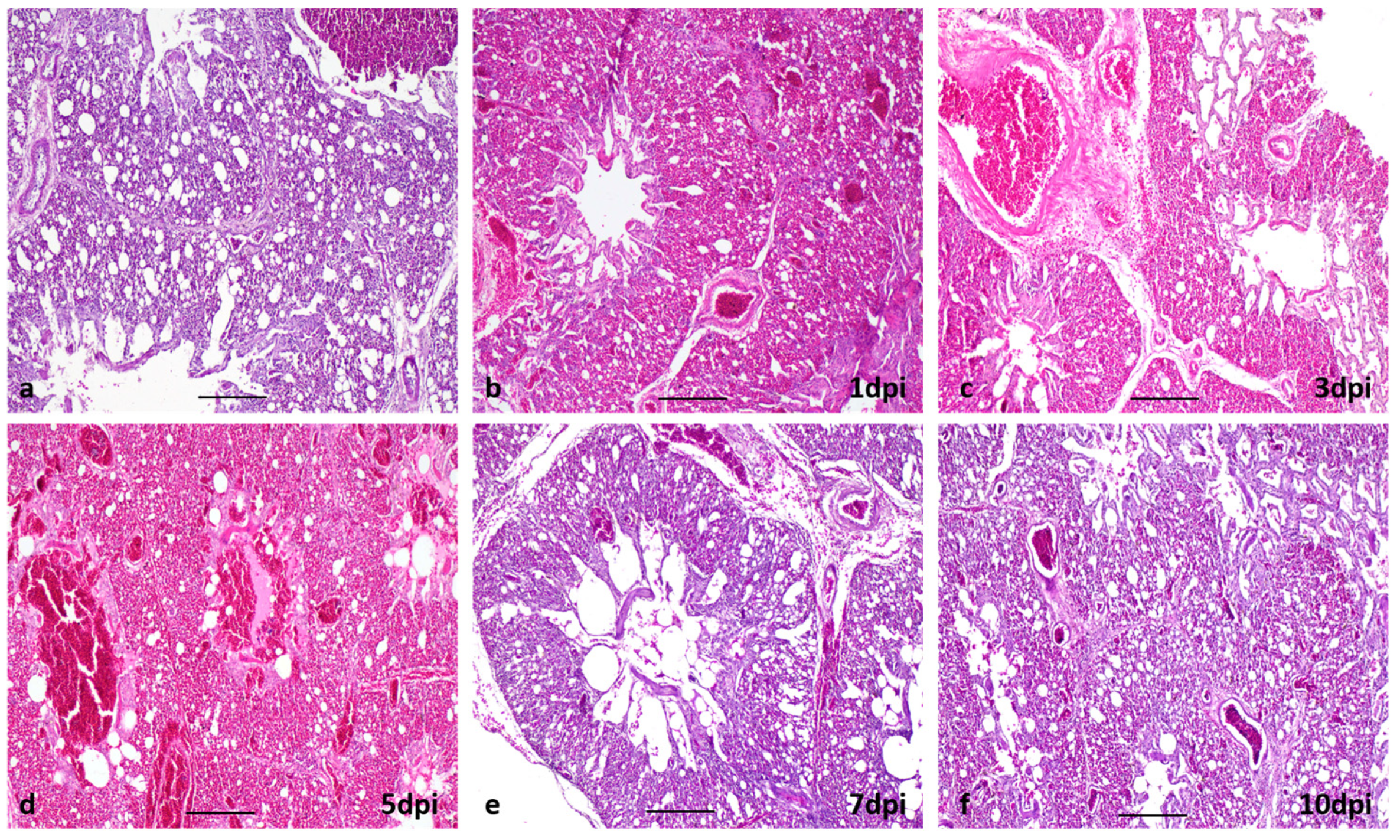 Viruses 15 00461 g004
