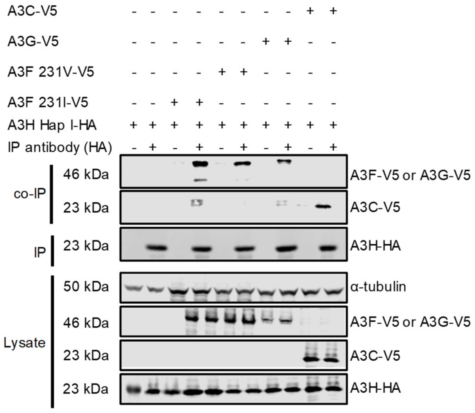 Viruses 15 00463 g001 Viruses 15 00463 g001