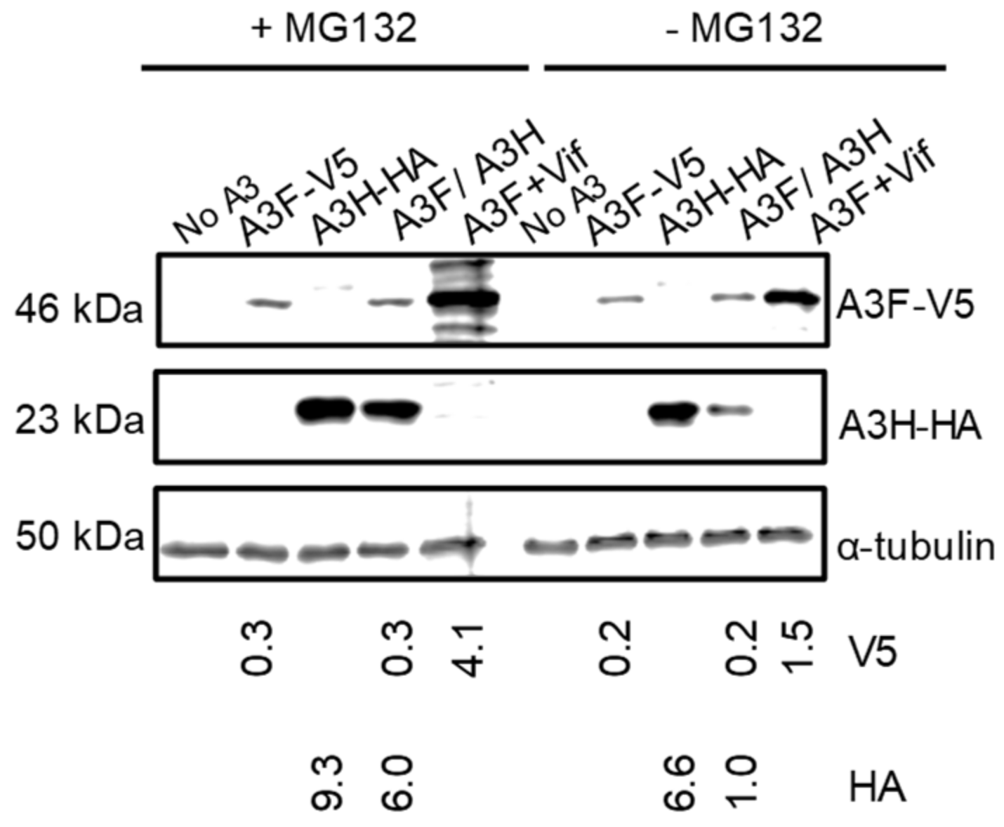 Viruses 15 00463 g004 Viruses 15 00463 g004