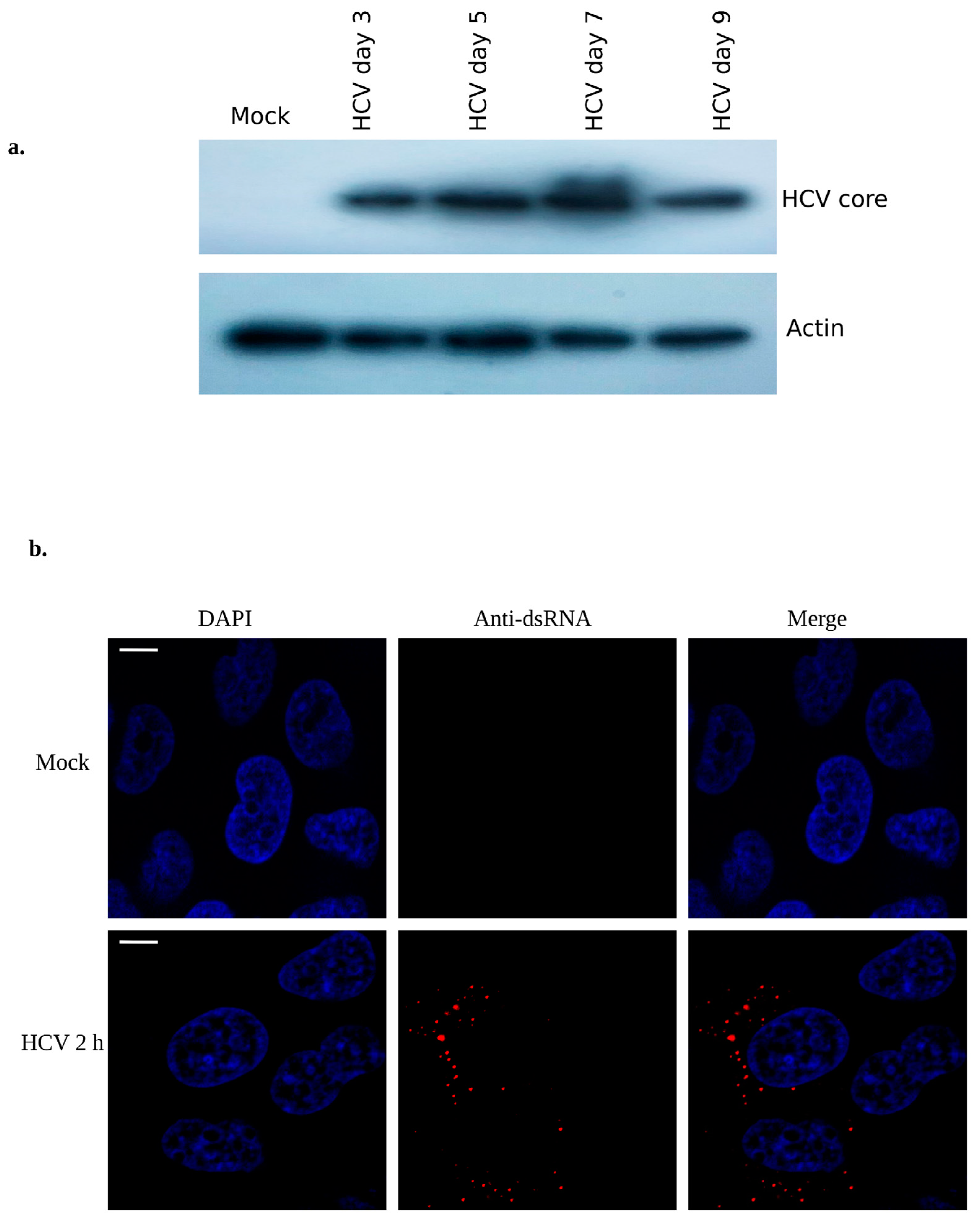 Viruses 15 00464 g001 Viruses 15 00464 g001