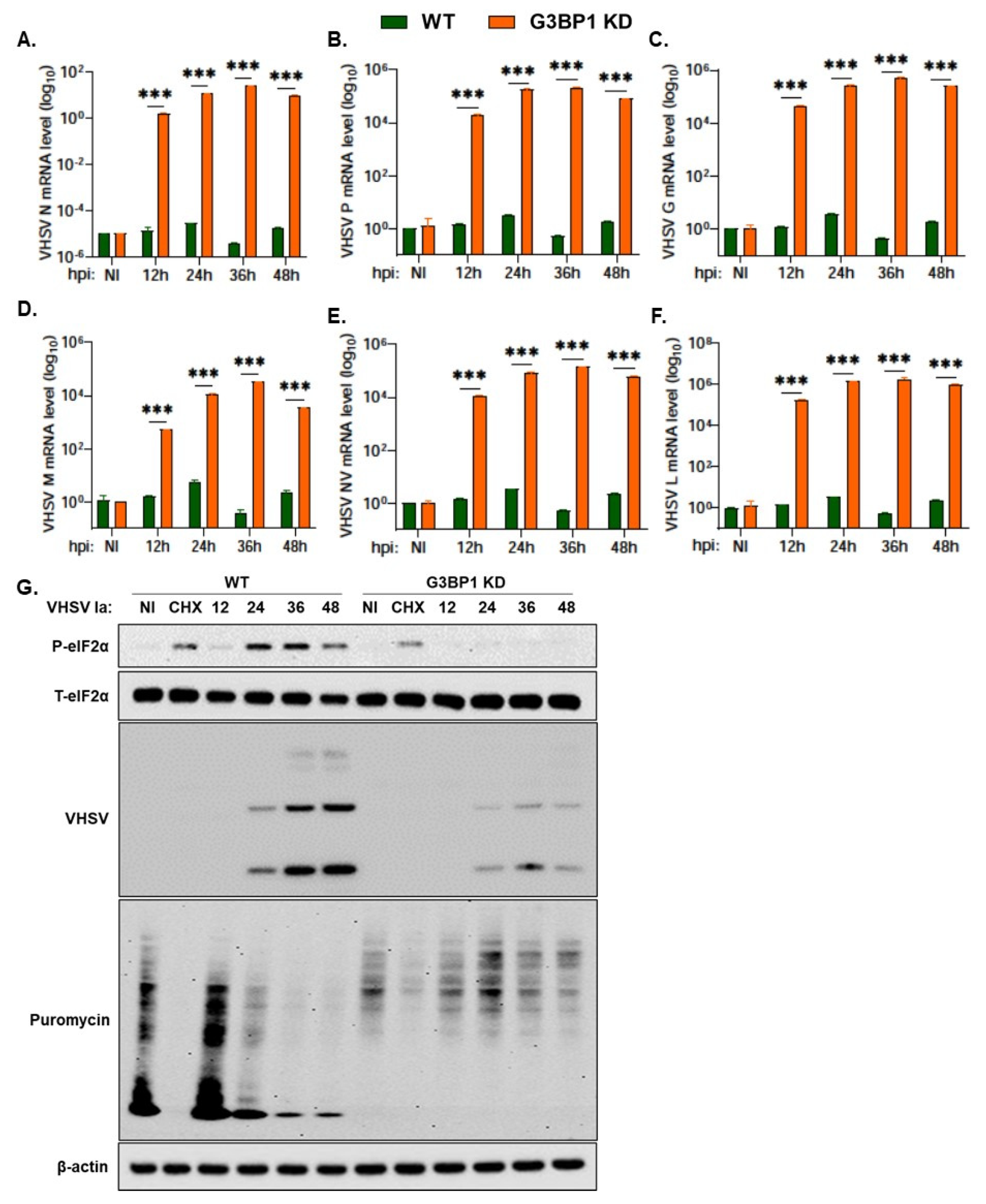 Viruses 15 00466 g007 Viruses 15 00466 g007