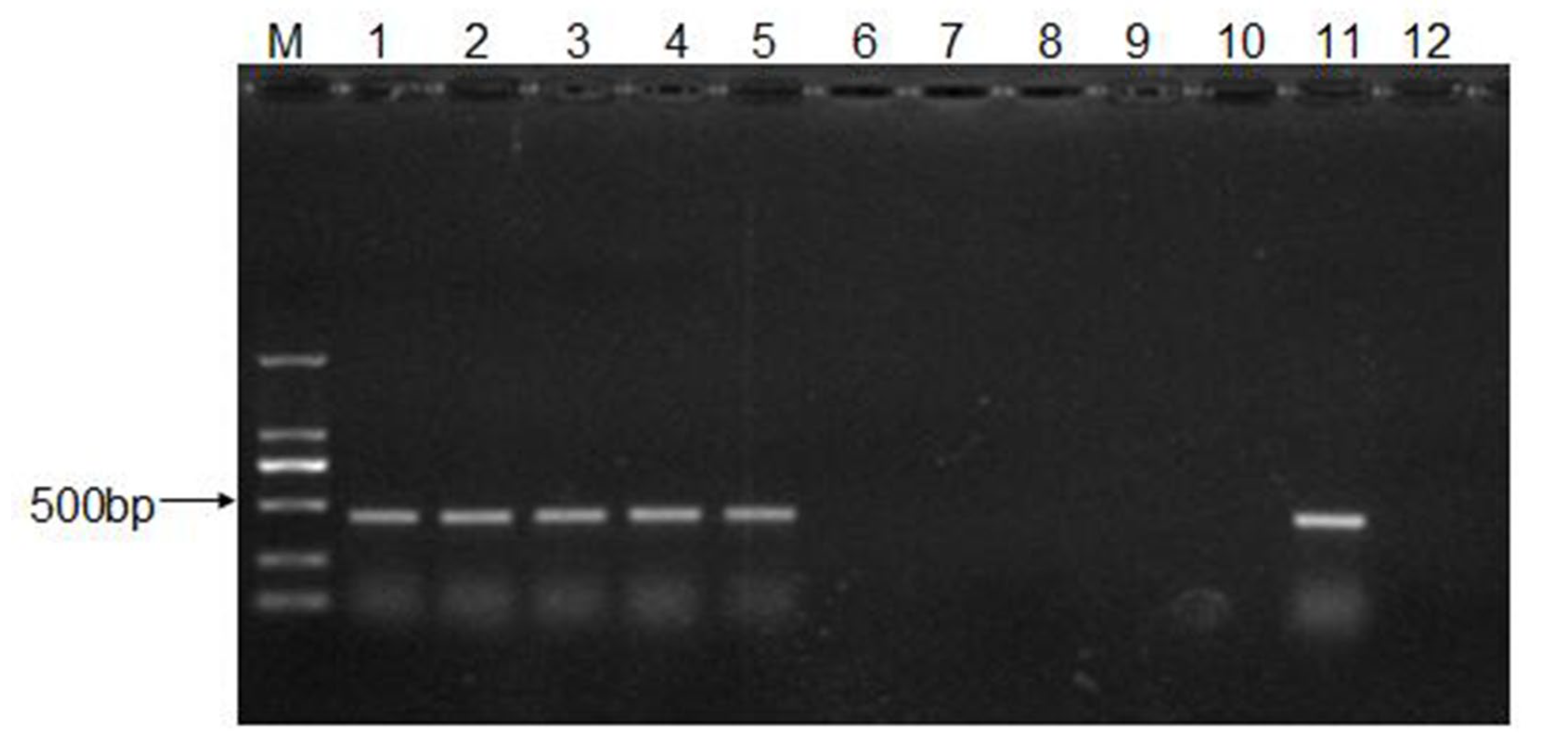 Viruses 15 00475 g002
