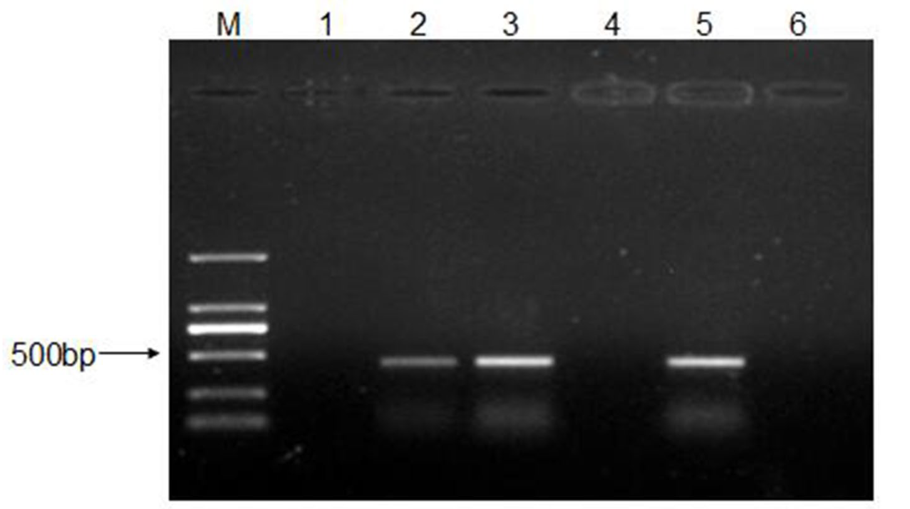 Viruses 15 00475 g003