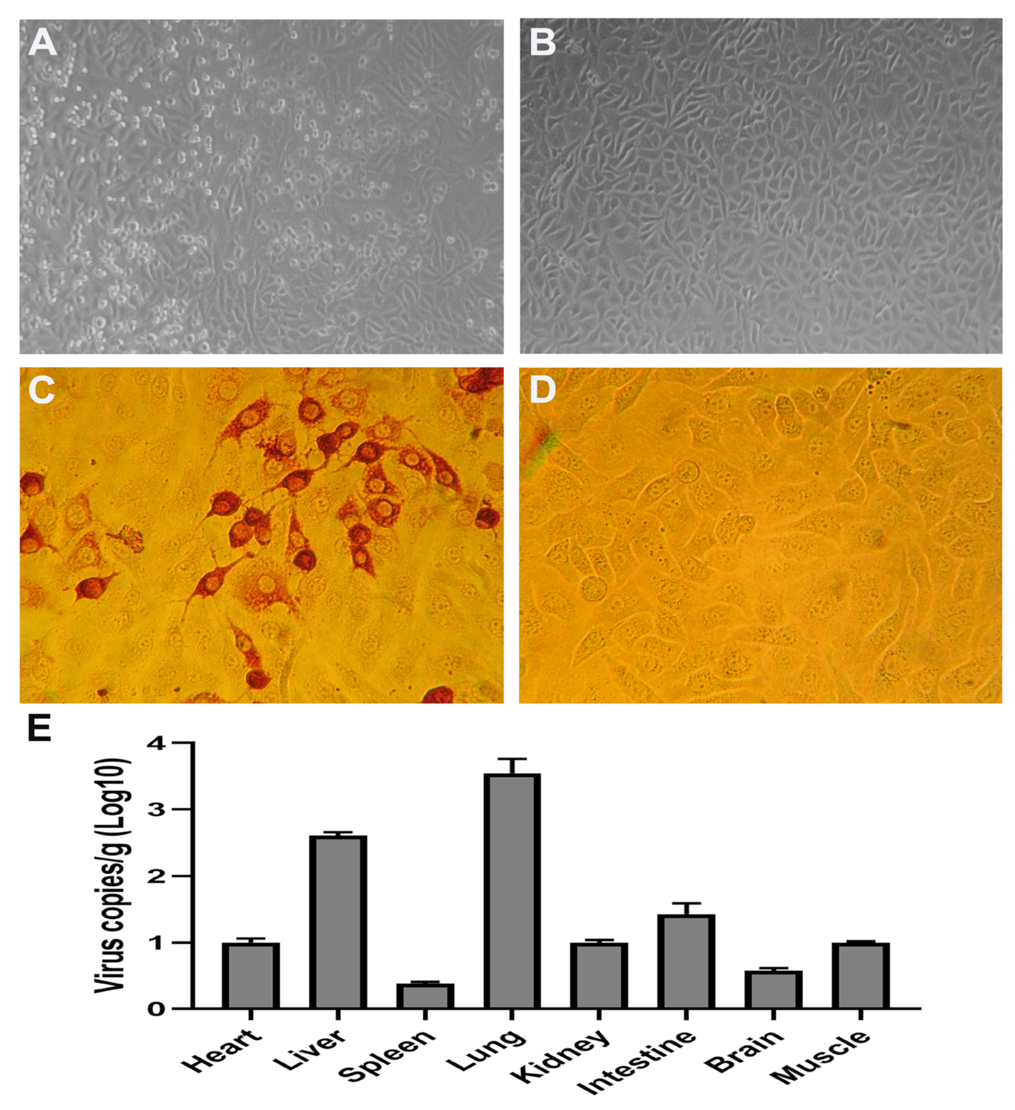 Viruses 15 00475 g004