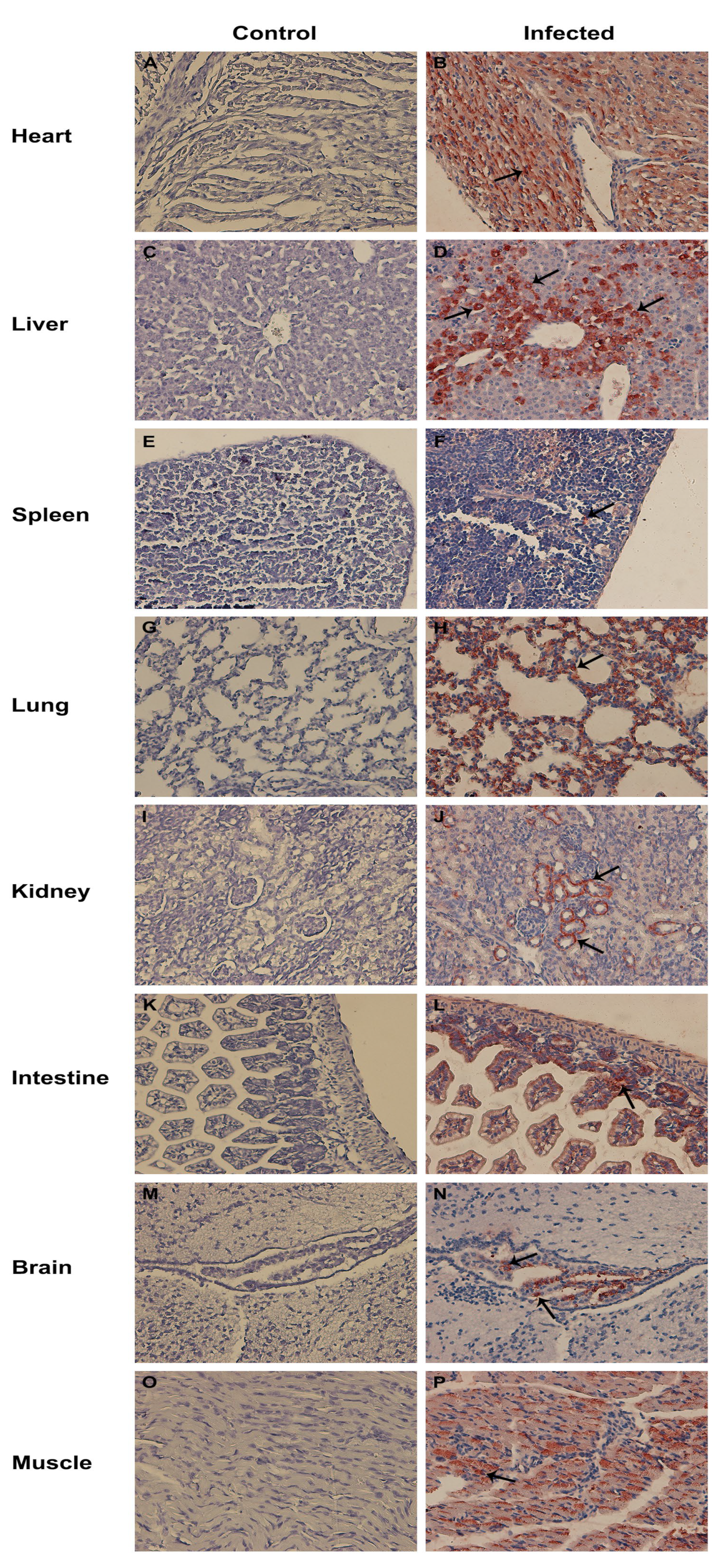 Viruses 15 00475 g007