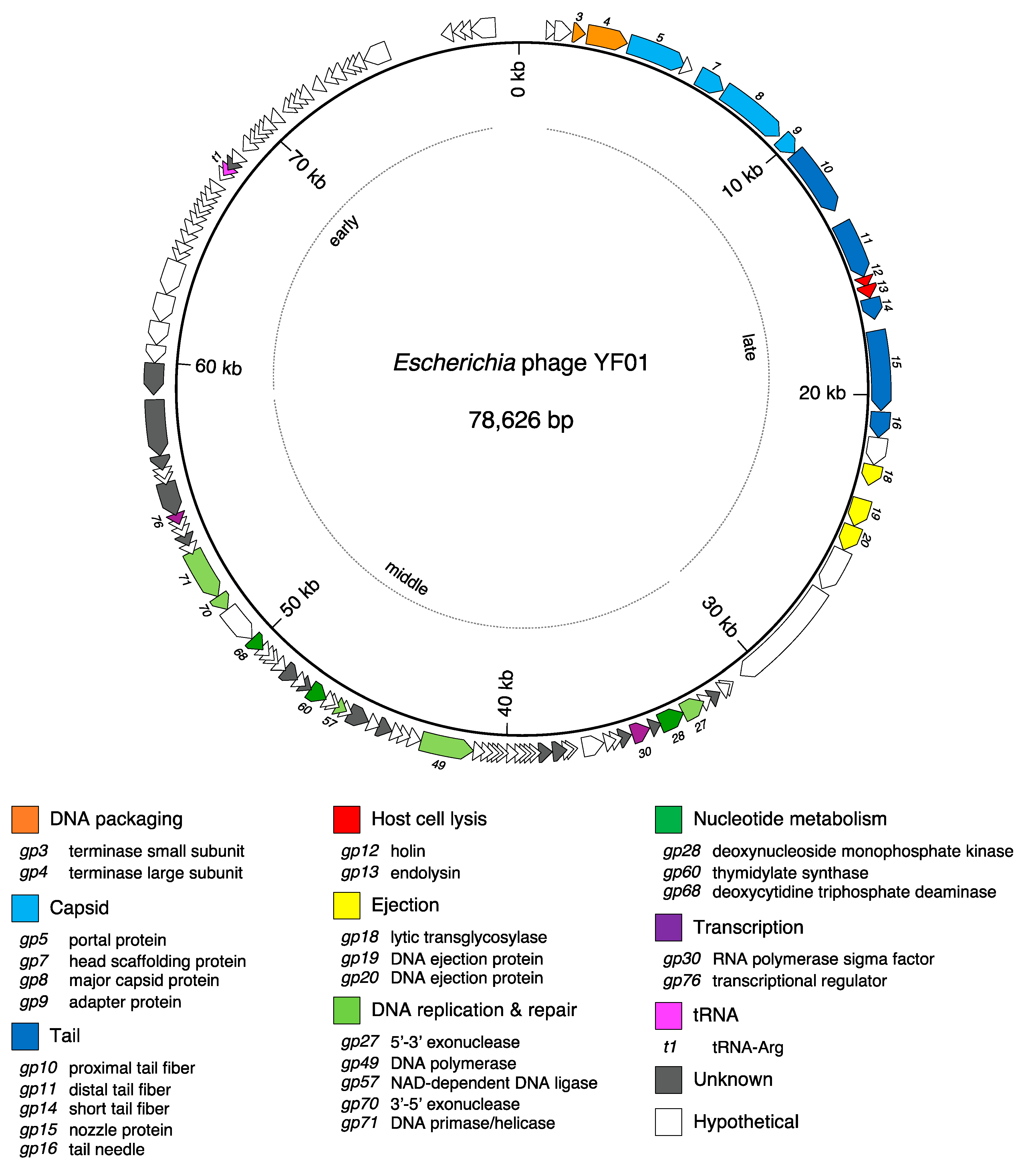 Viruses 15 00506 g005 550