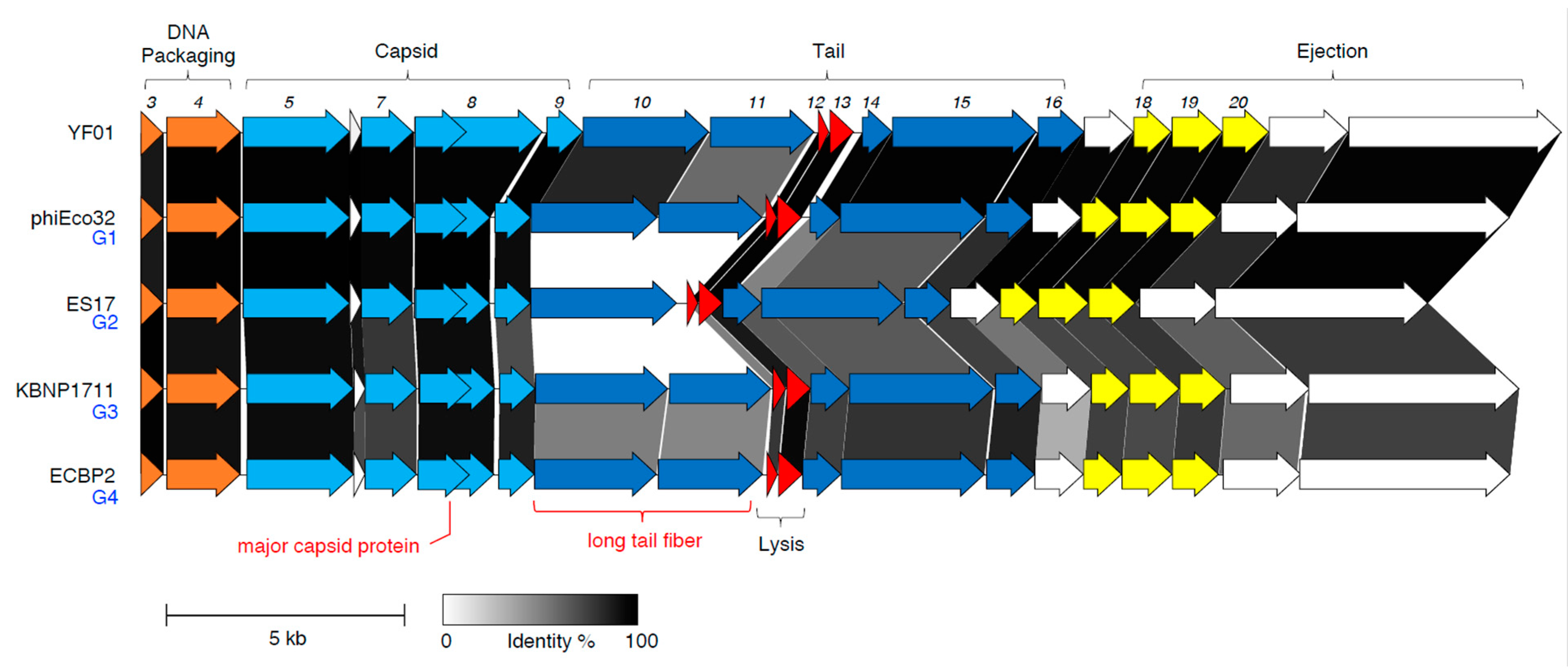 Viruses 15 00506 g006 550