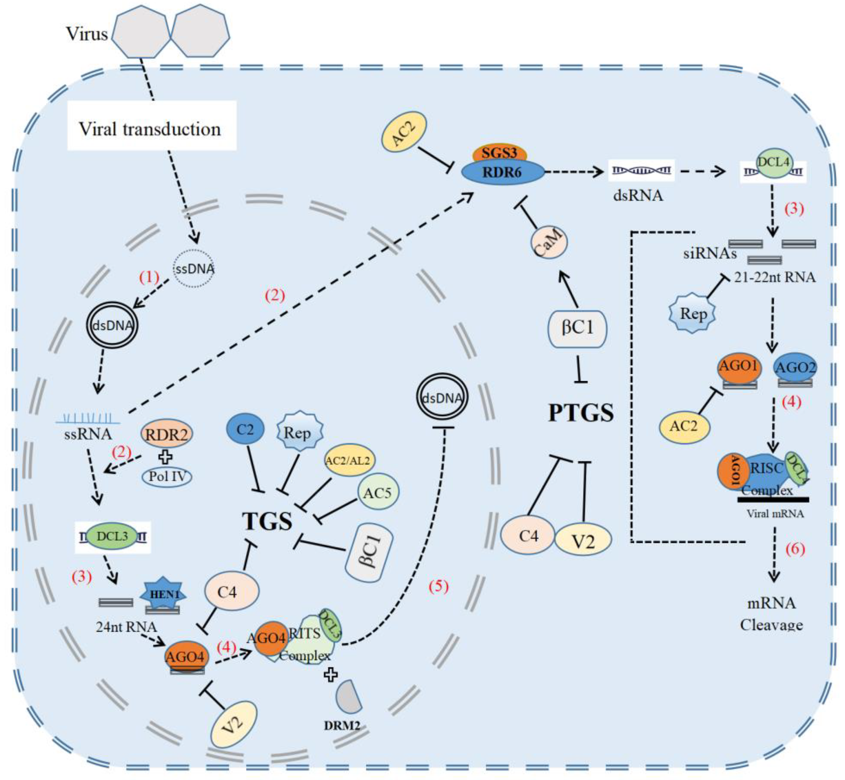 Viruses 15 00510 g001