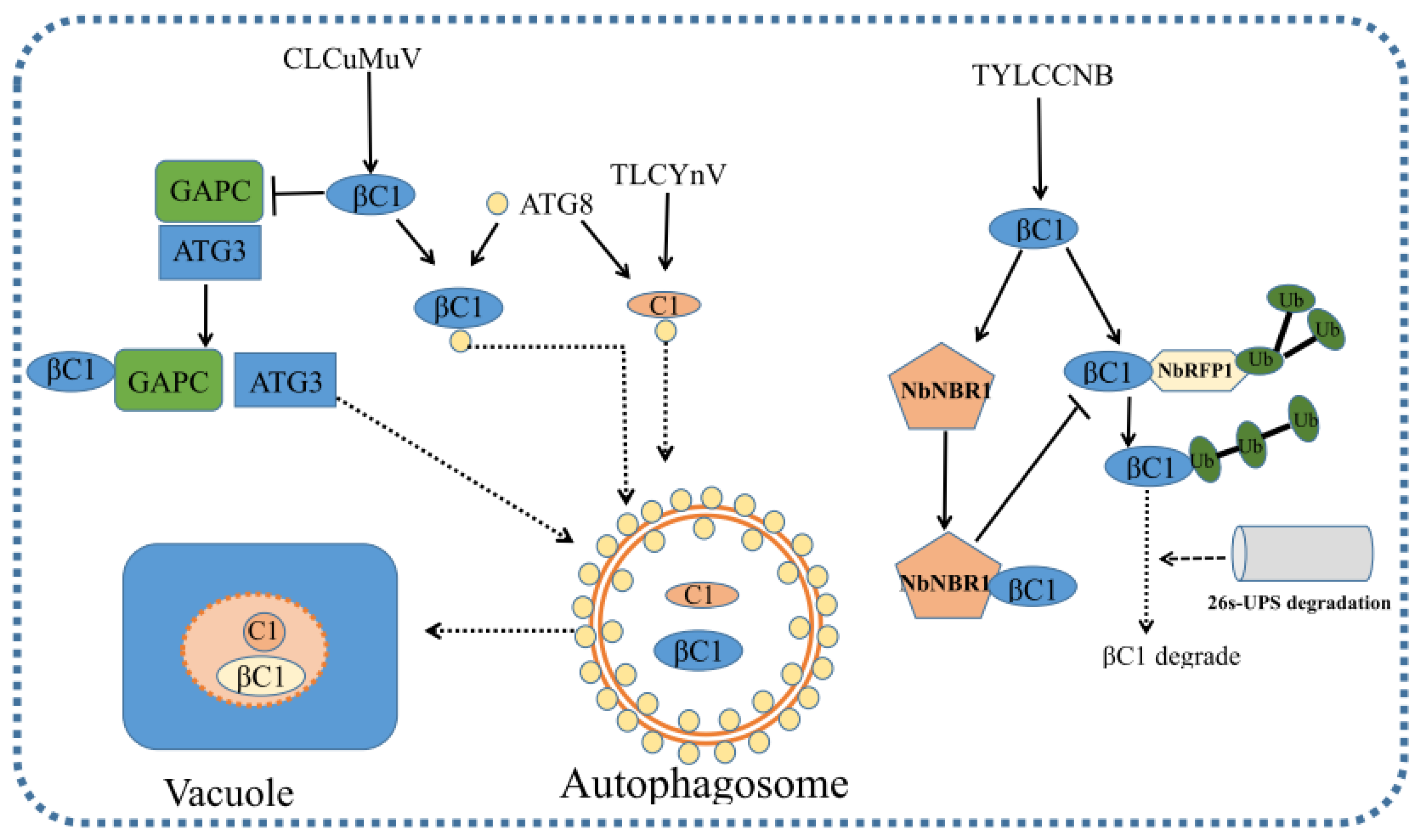 Viruses 15 00510 g002