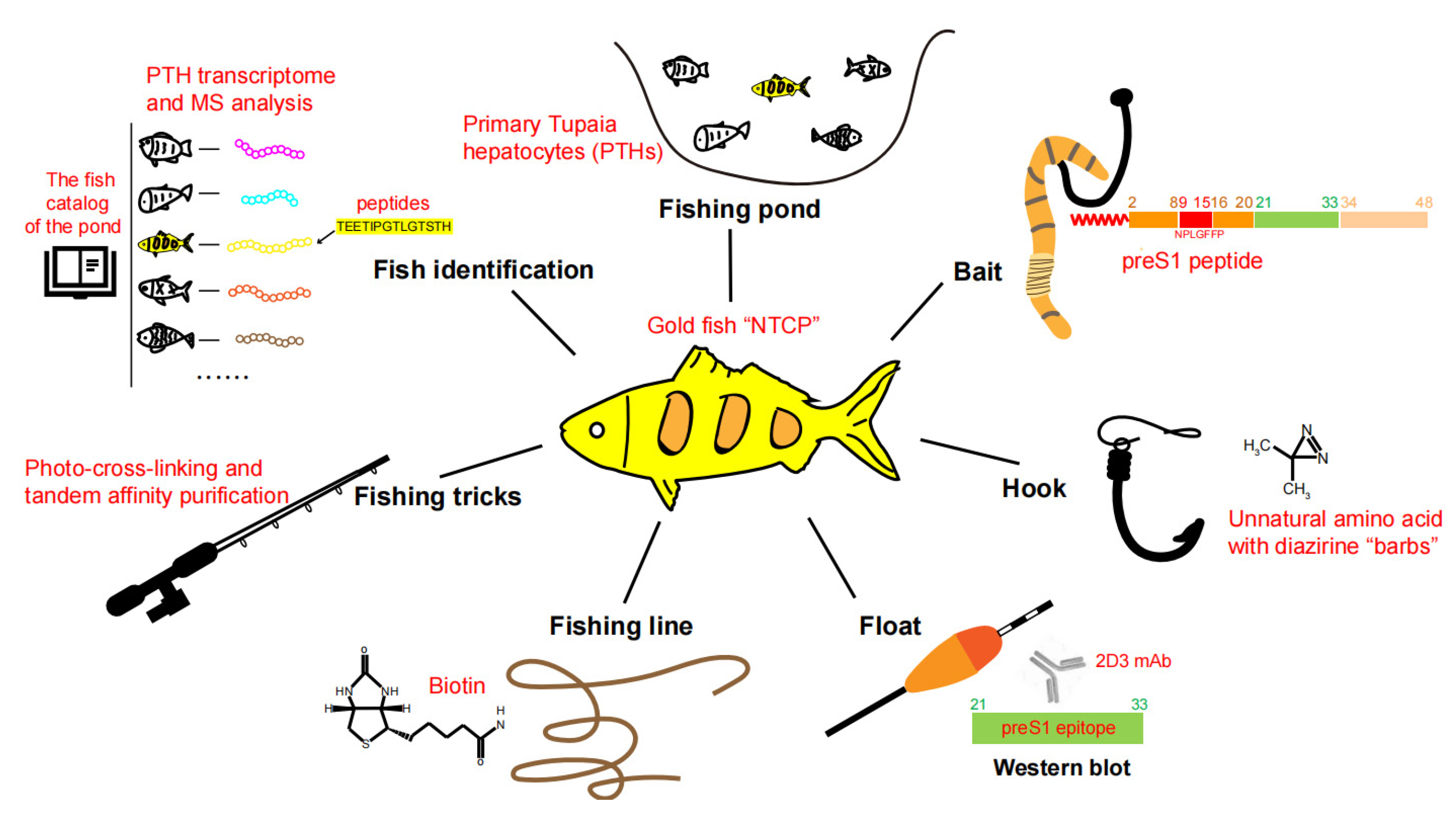 Viruses 15 00512 g001