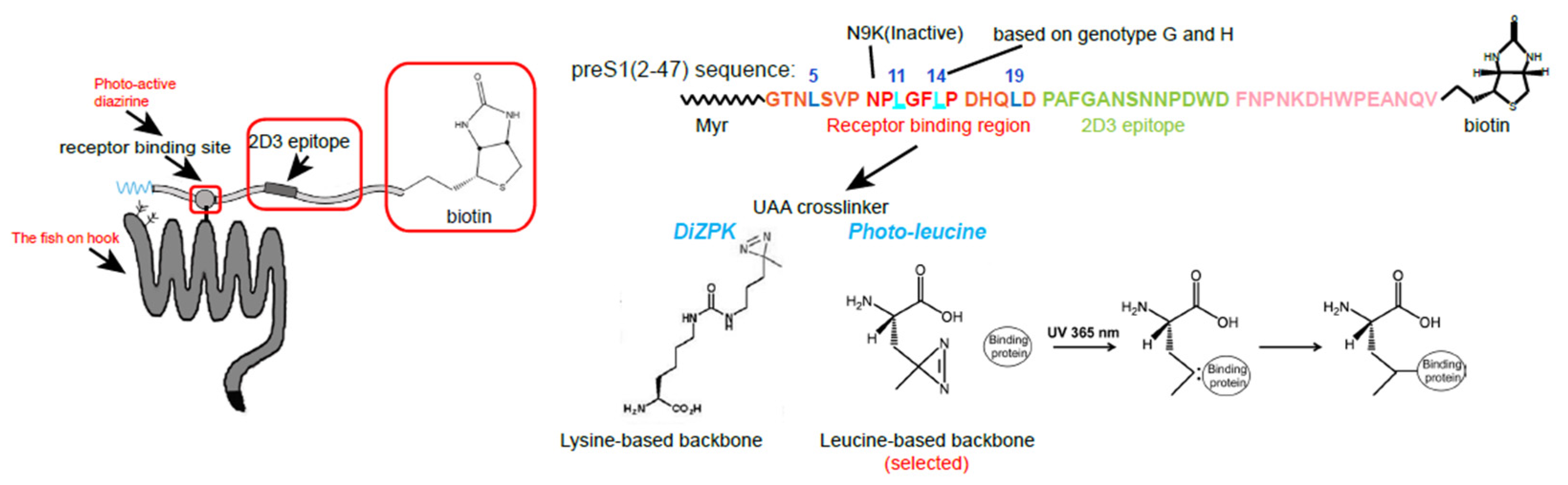 Viruses 15 00512 g002