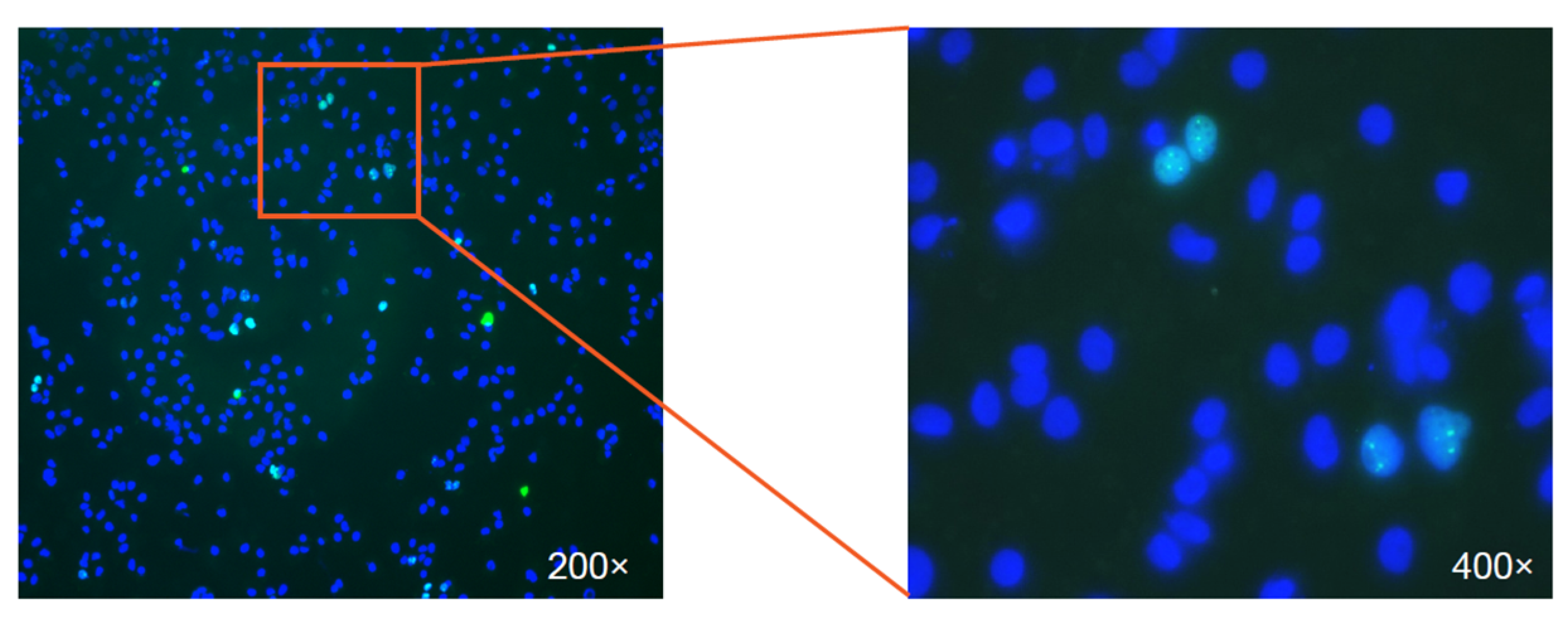 Viruses 15 00512 g003