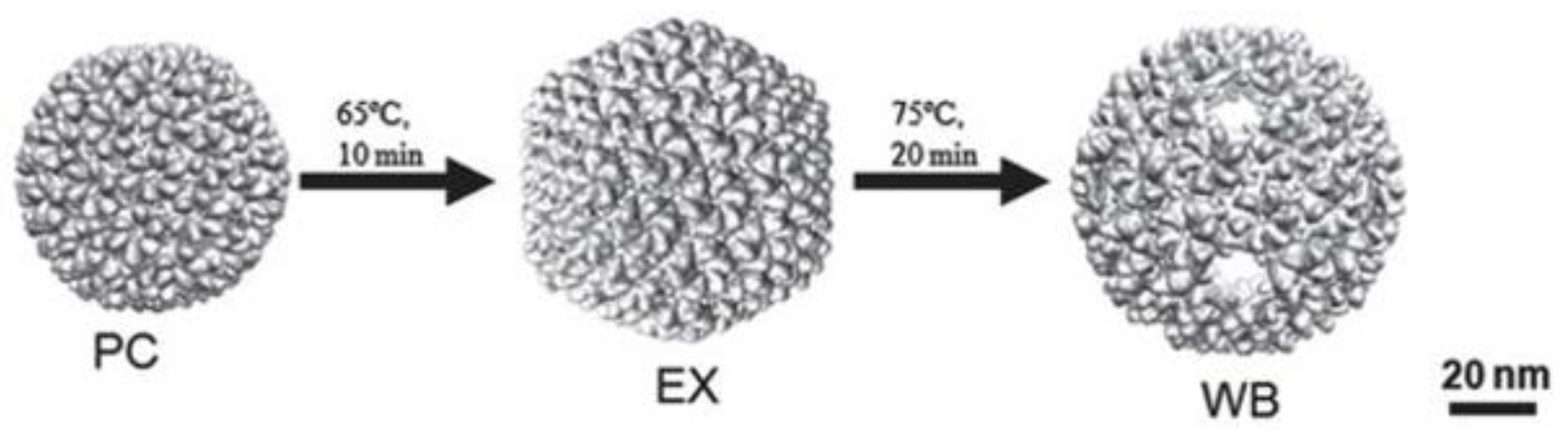 Viruses 15 00516 g004