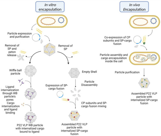 Bacteriophage P22 Capsid as a Pluripotent Nanotechnology Tool
