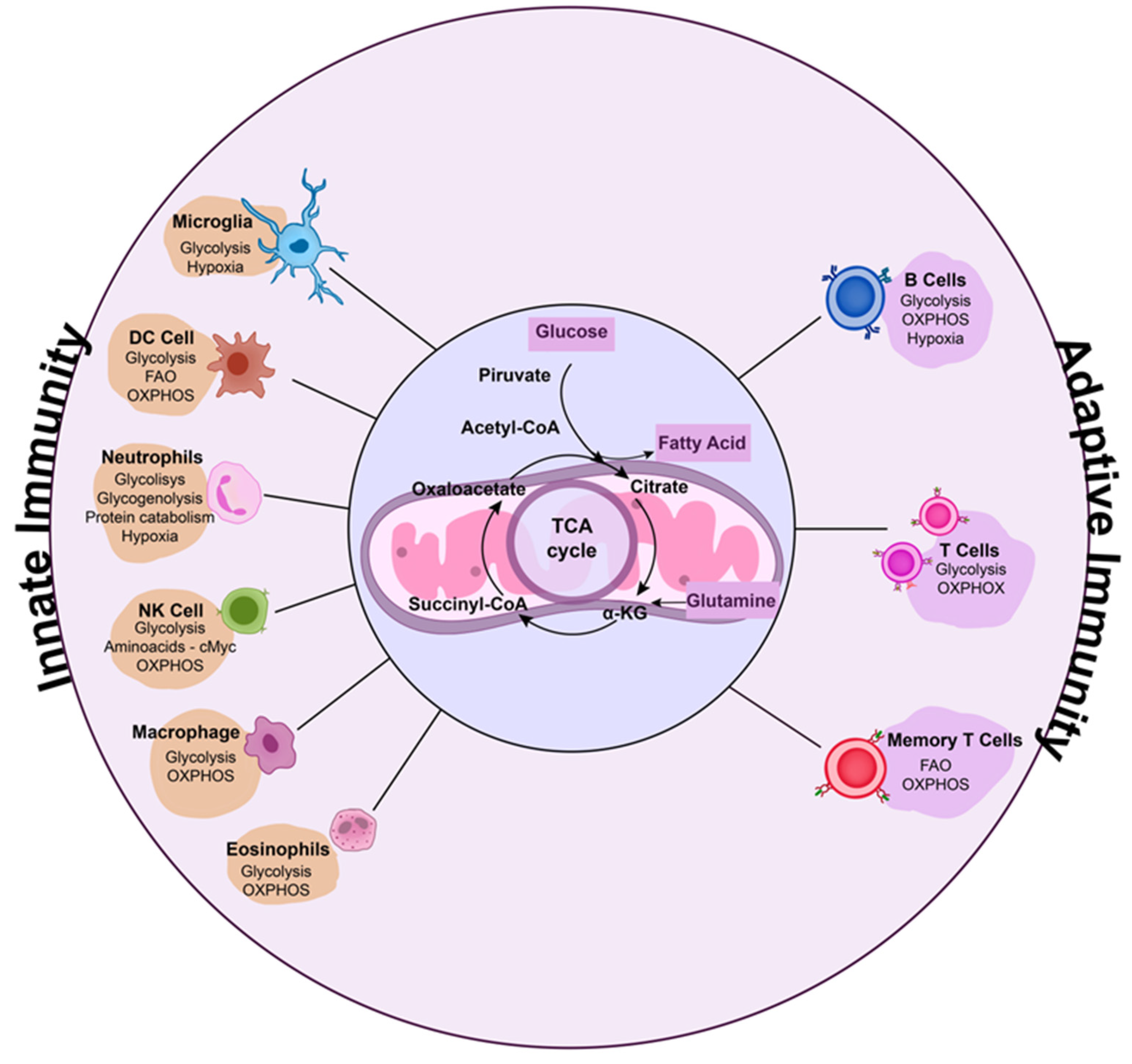 Immunometabolic Signature during Respiratory Viral Infection
