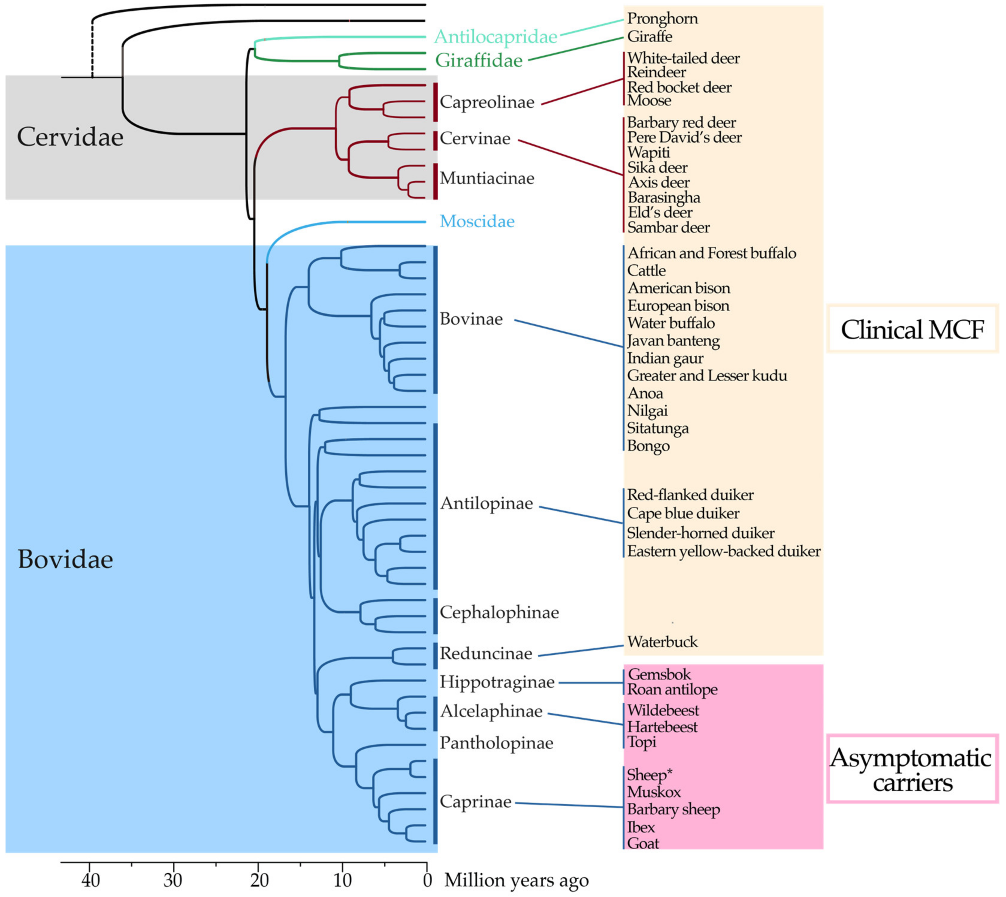 Viruses 15 00526 g002