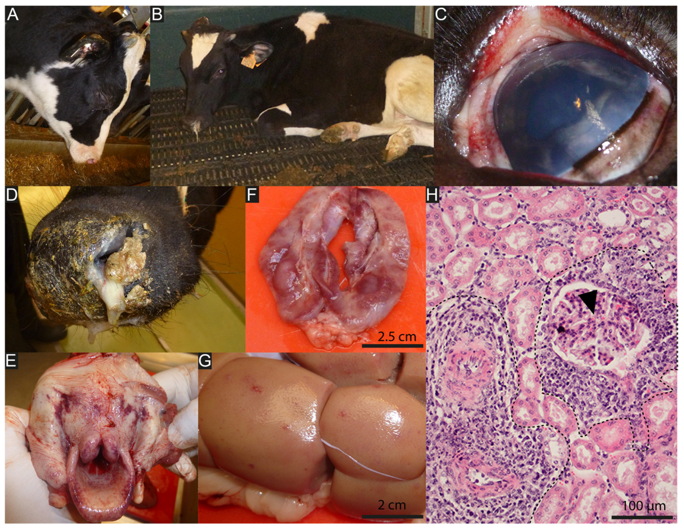 Viruses 15 00526 g003