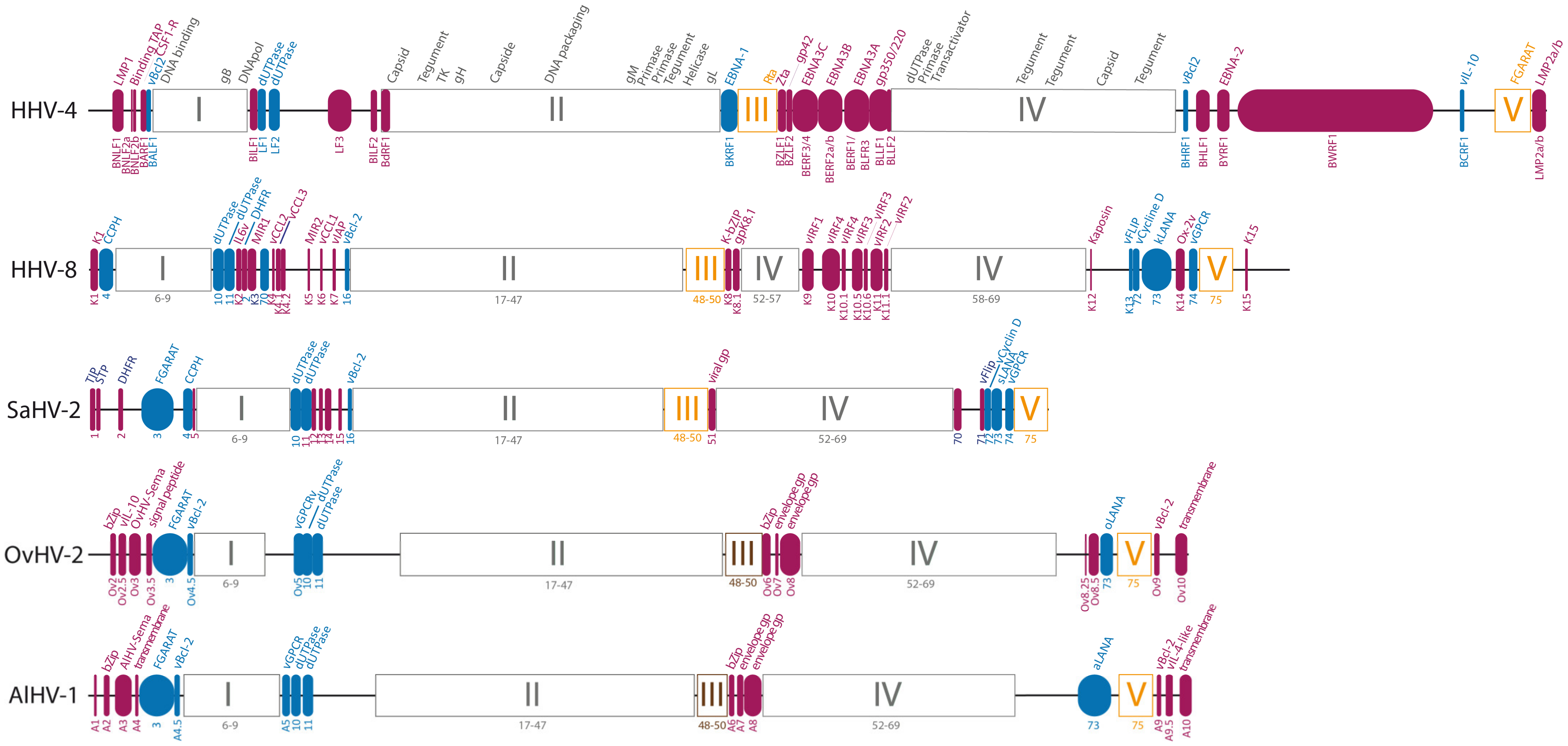 Viruses 15 00526 g005