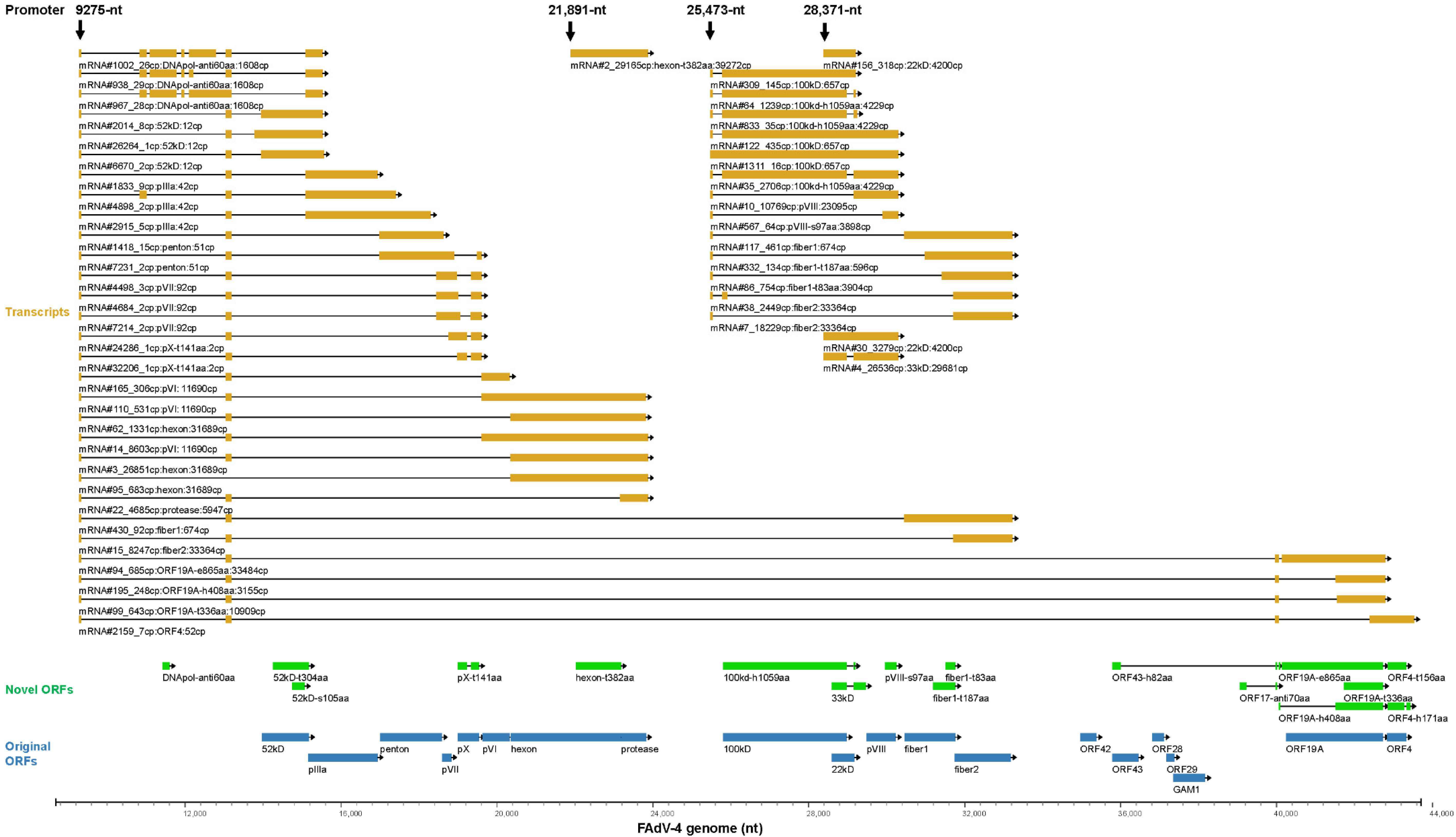 Viruses 15 00529 g006 Viruses 15 00529 g006