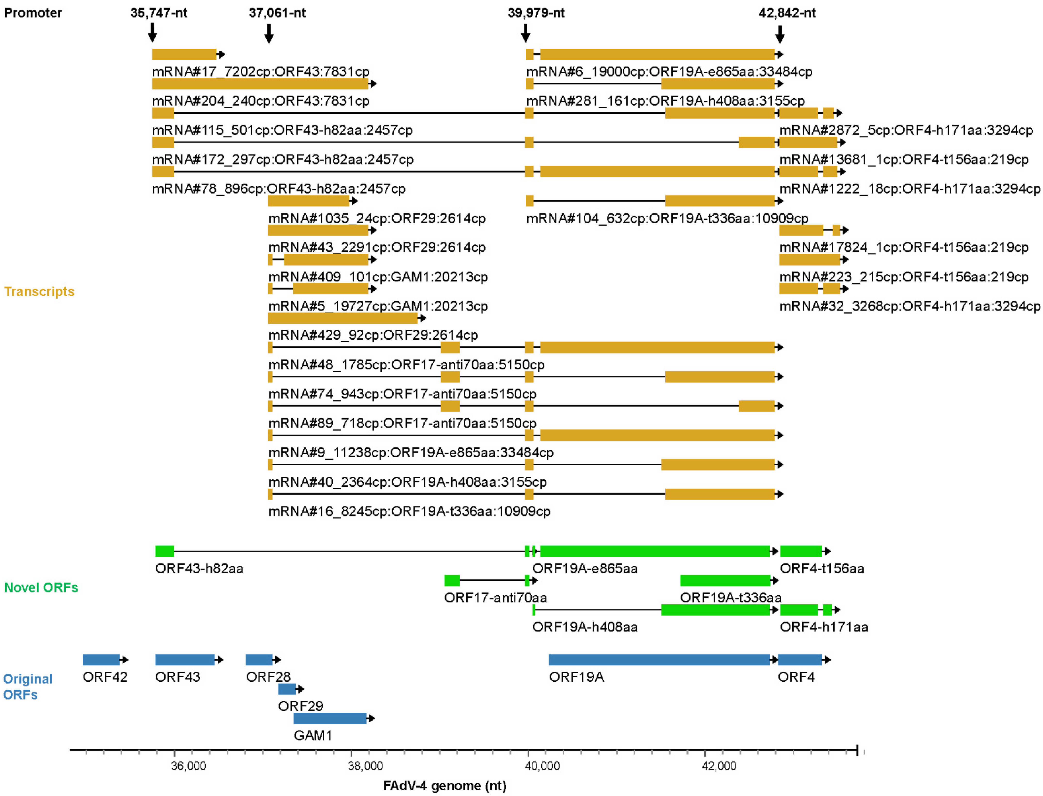 Viruses 15 00529 g007 Viruses 15 00529 g007
