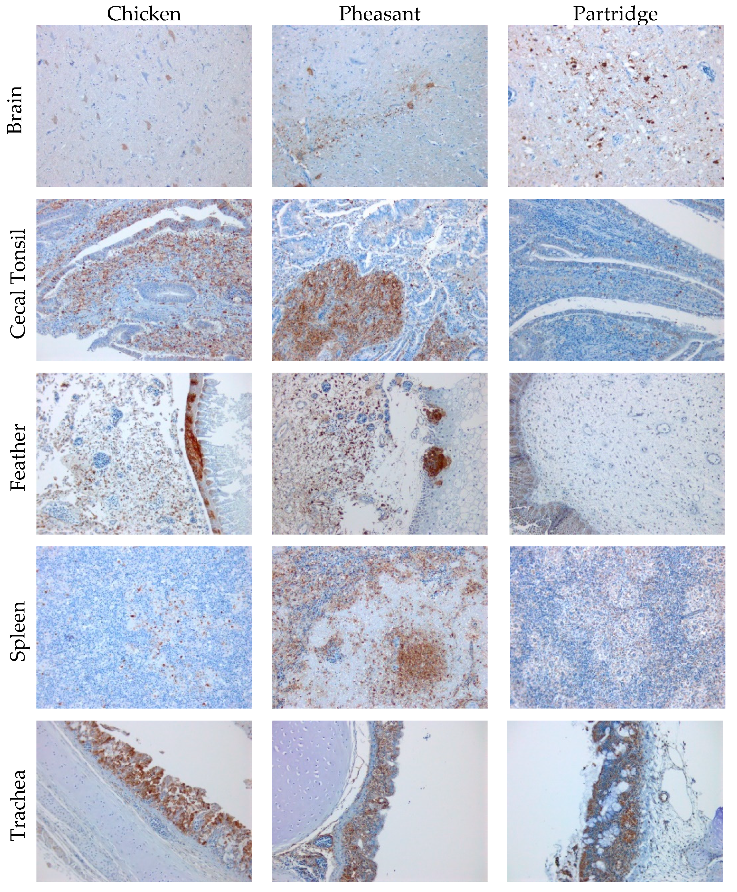 Viruses 15 00536 g003