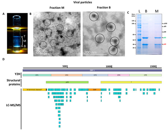 A Capsid Protein Fragment of a Fusagra-like Virus Found in Carica