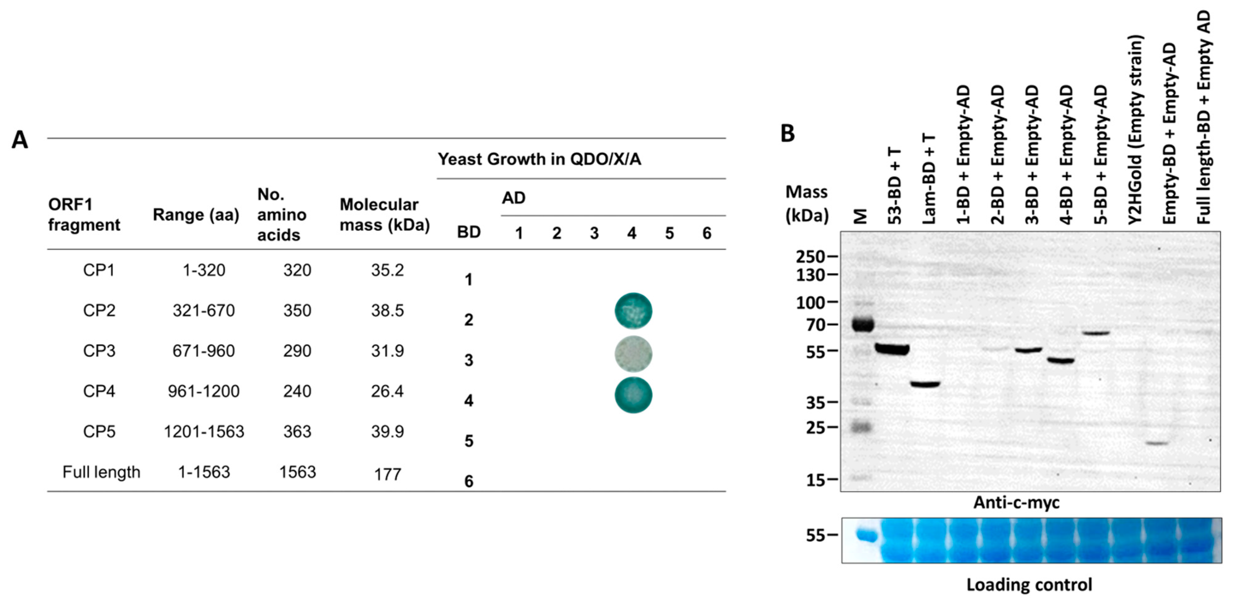 Viruses 15 00541 g002