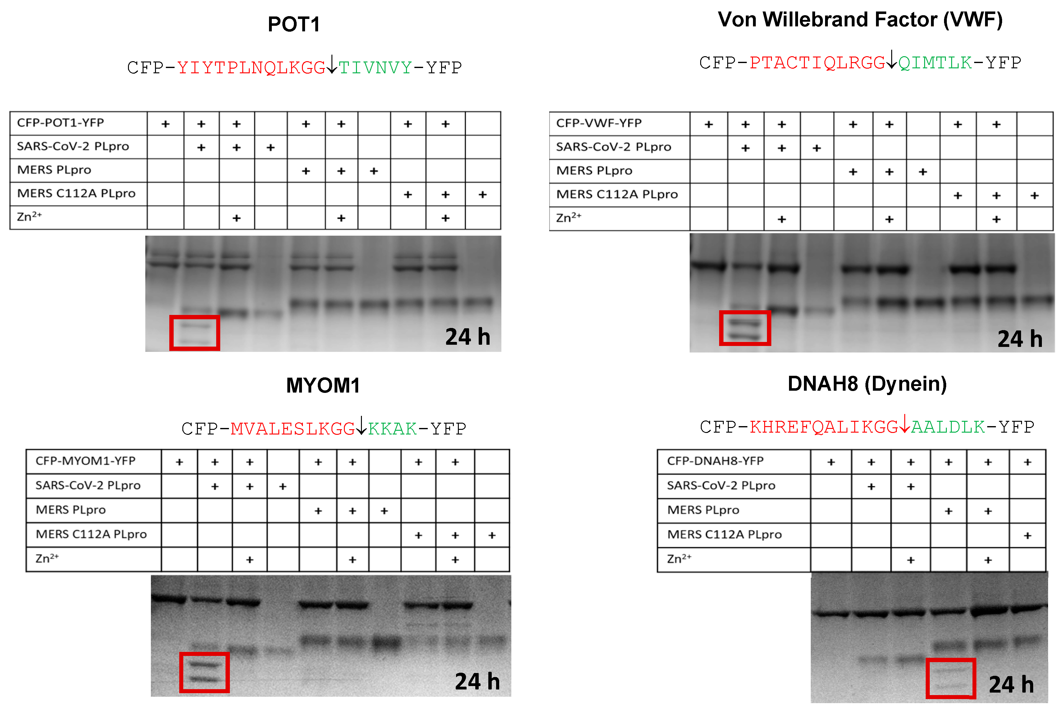 Viruses 15 00542 g005 Viruses 15 00542 g005
